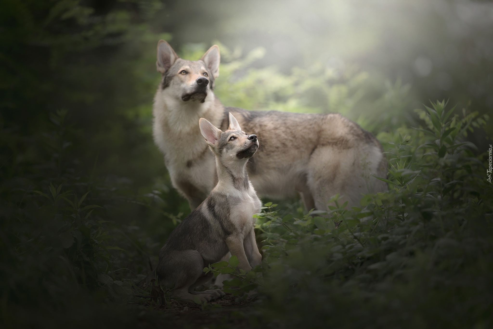 Psy, Elkhund, Szczeniak, Rośliny