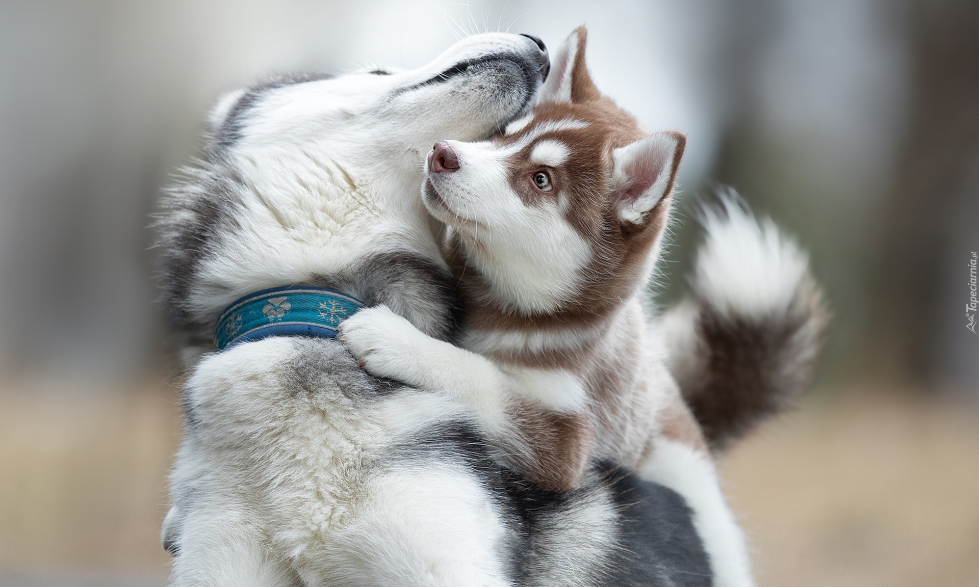 Psy, Siberian Husky, Zabawa