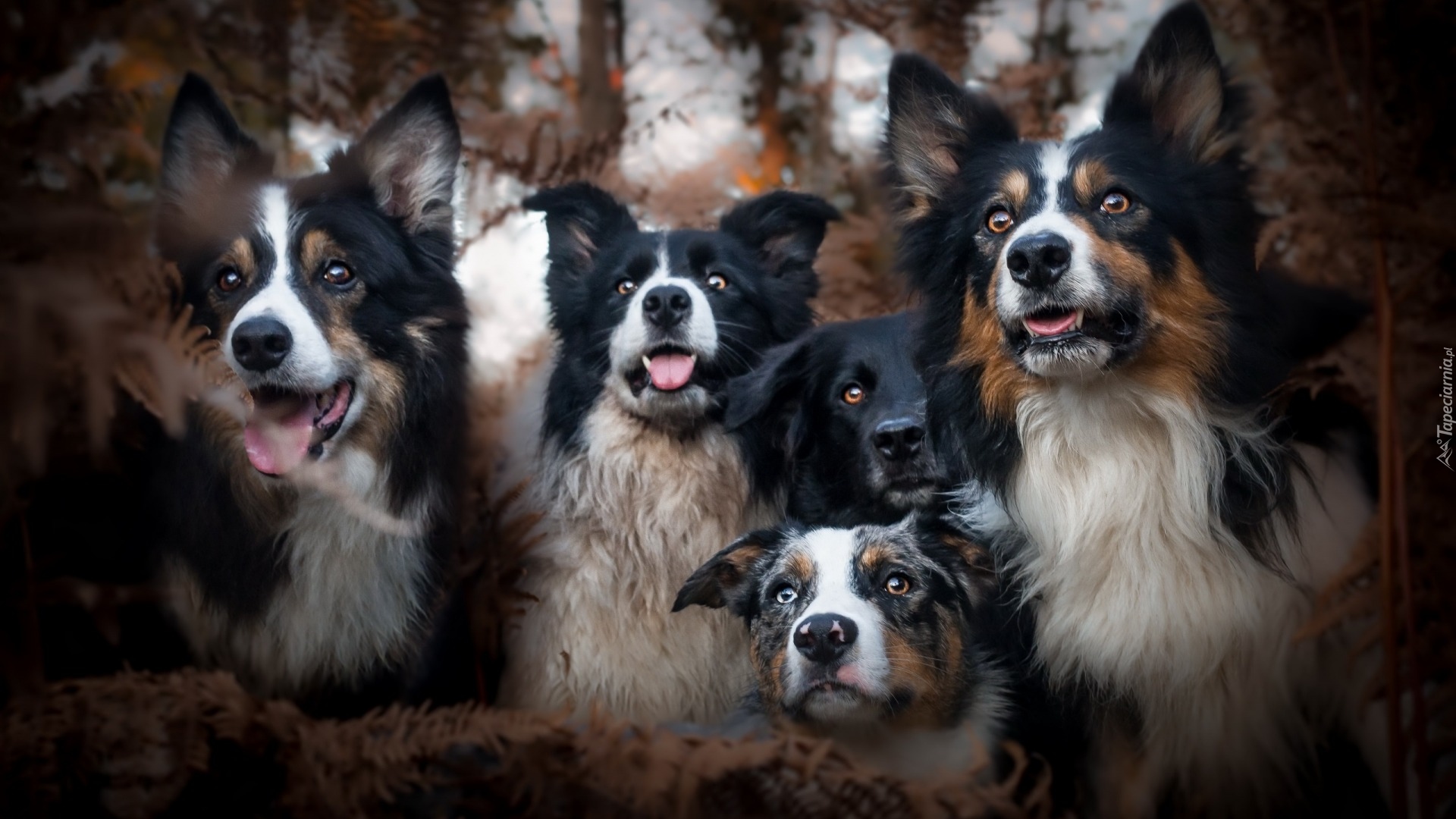 Psy, Border collie, Przyjaciele