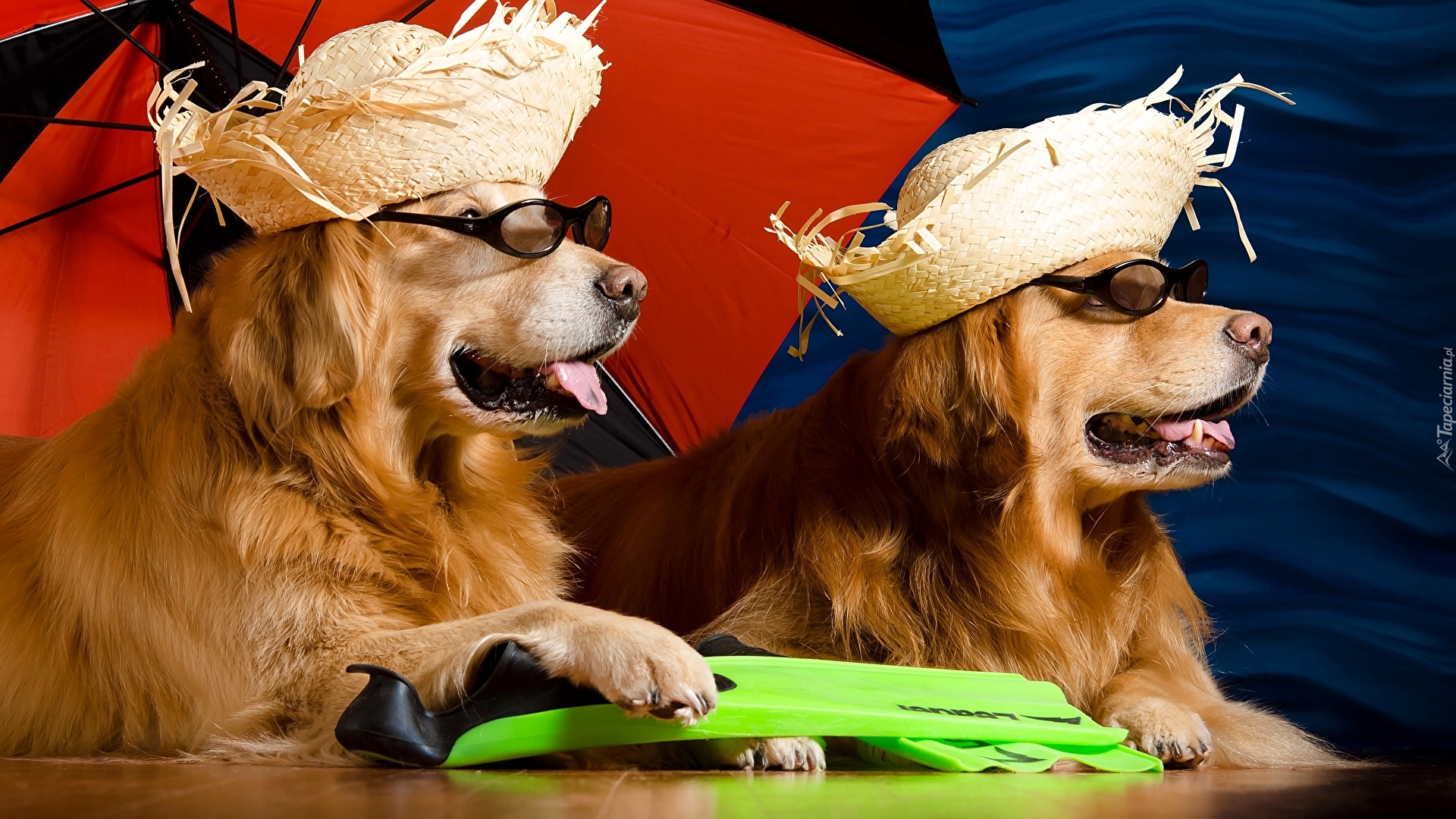 Dwa, Psy, Golden retriever, Parasol, Kapelusze, Okulary