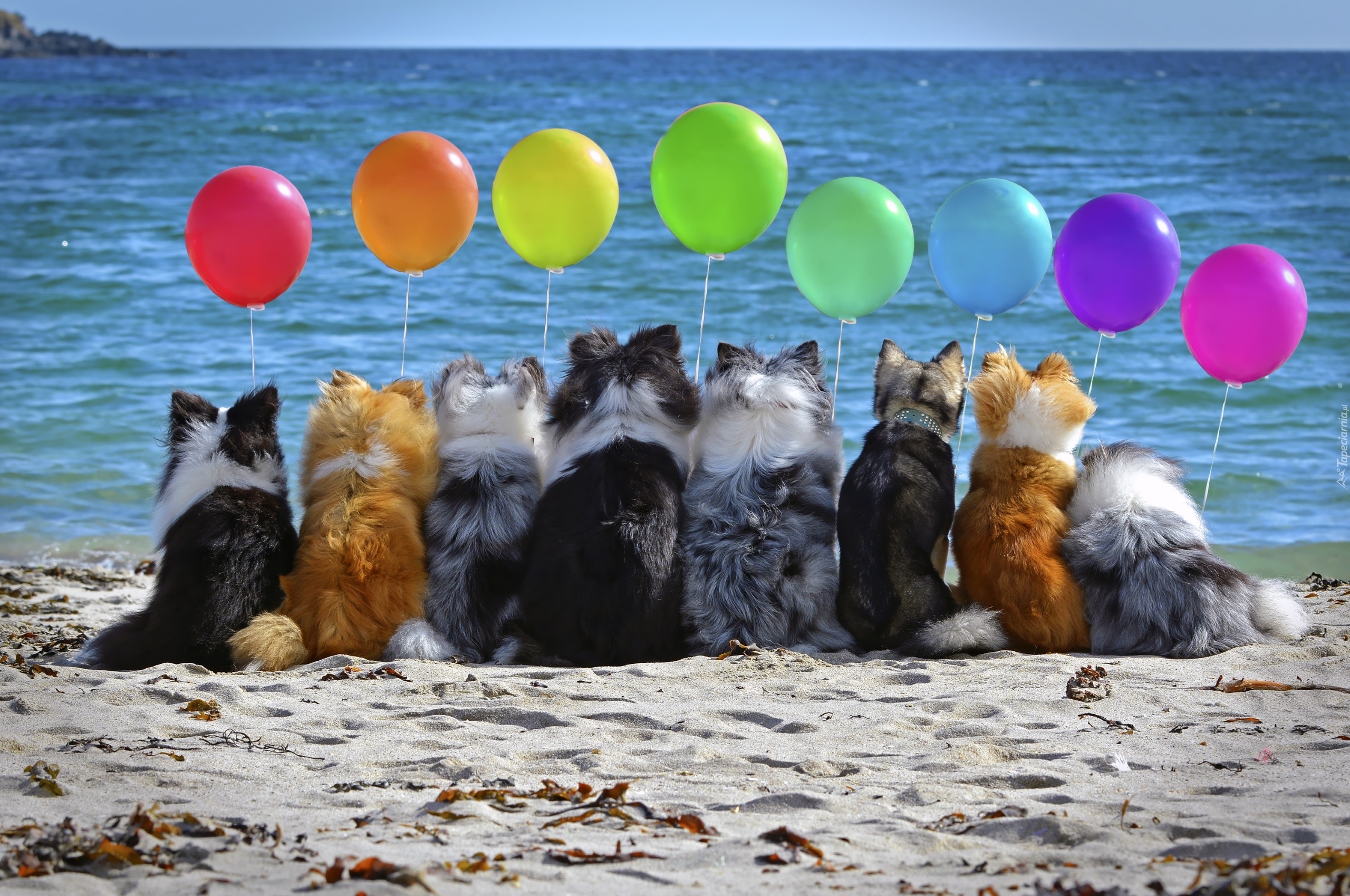 Psy, Morze, Baloniki