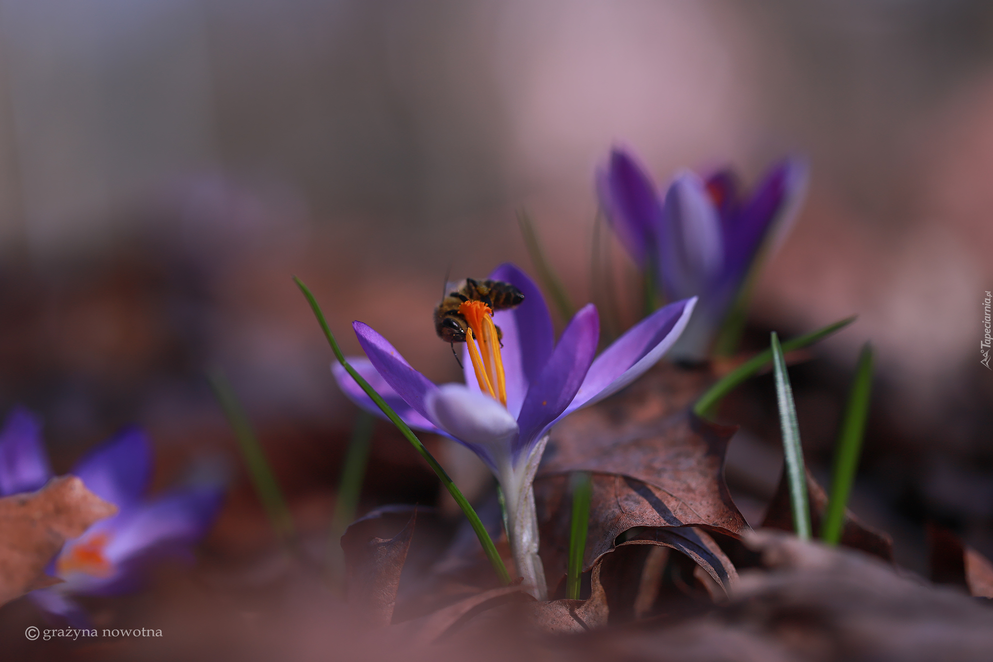 Krokus, Fioletowy, Kwiat, Pszczoła