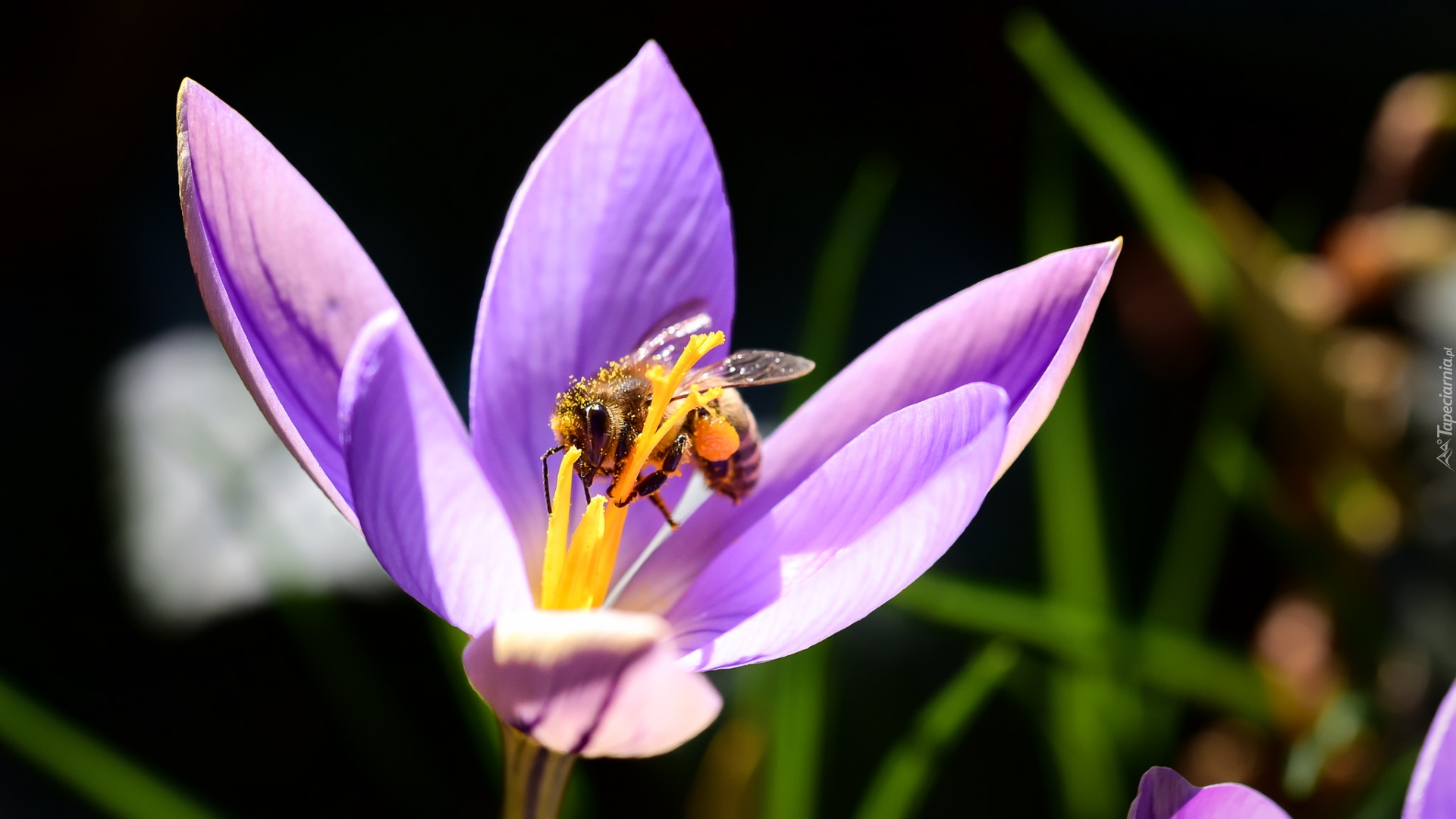 Krokus, Pszczoła, Makro