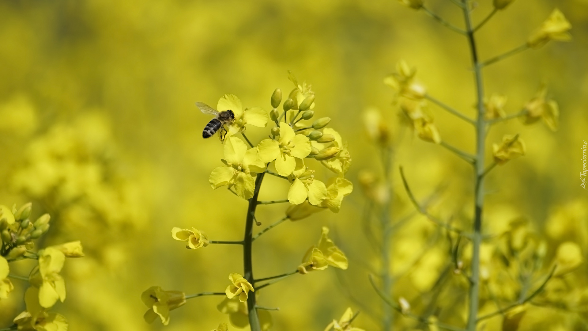Rzepak, Kwiaty, Pszczoła