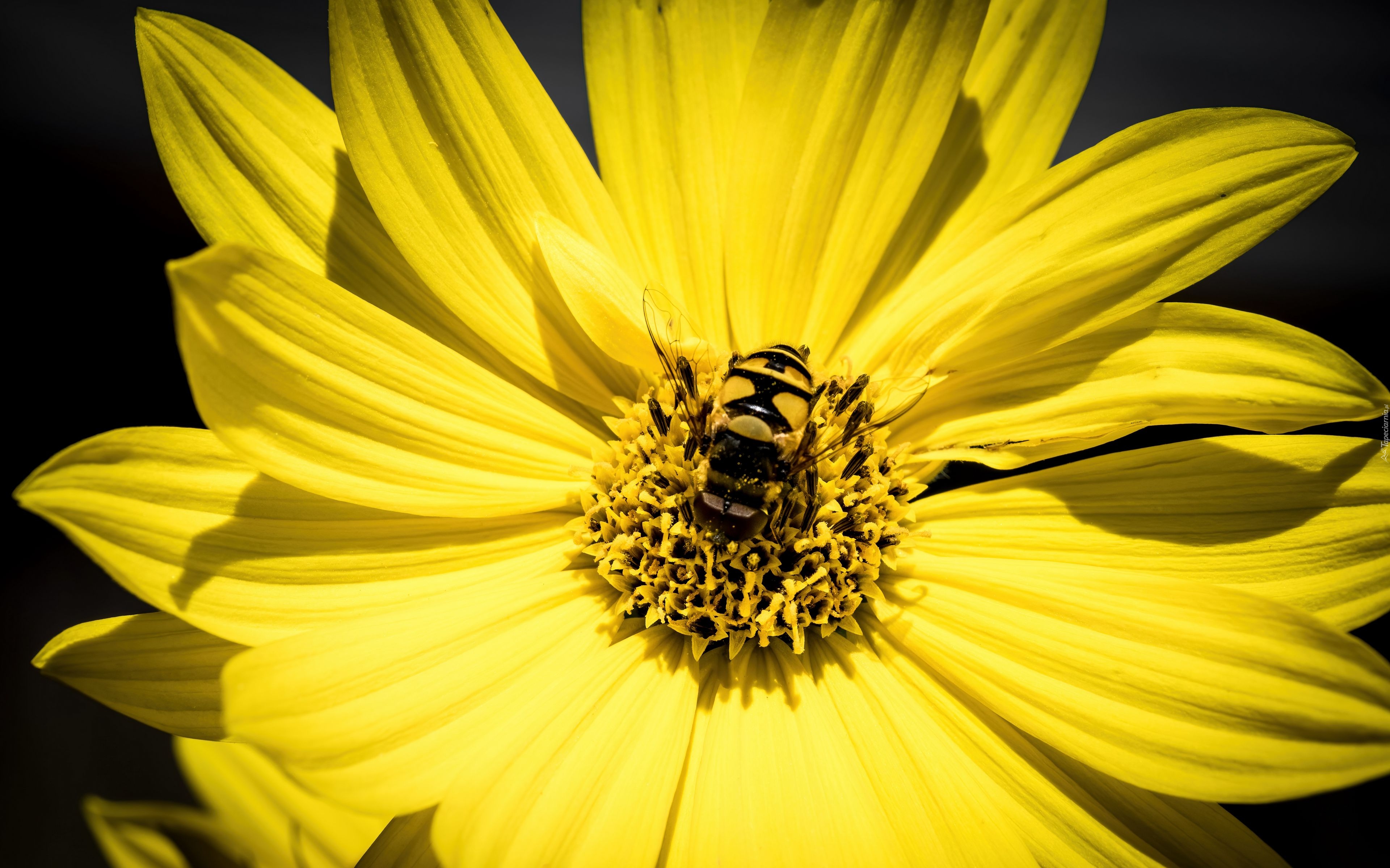 Żółty, Kwiatek, Pszczoła