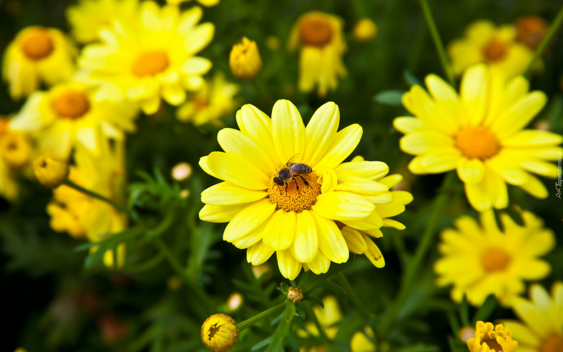 Żółte, Kwiaty, Pszczoła, Zbliżenie