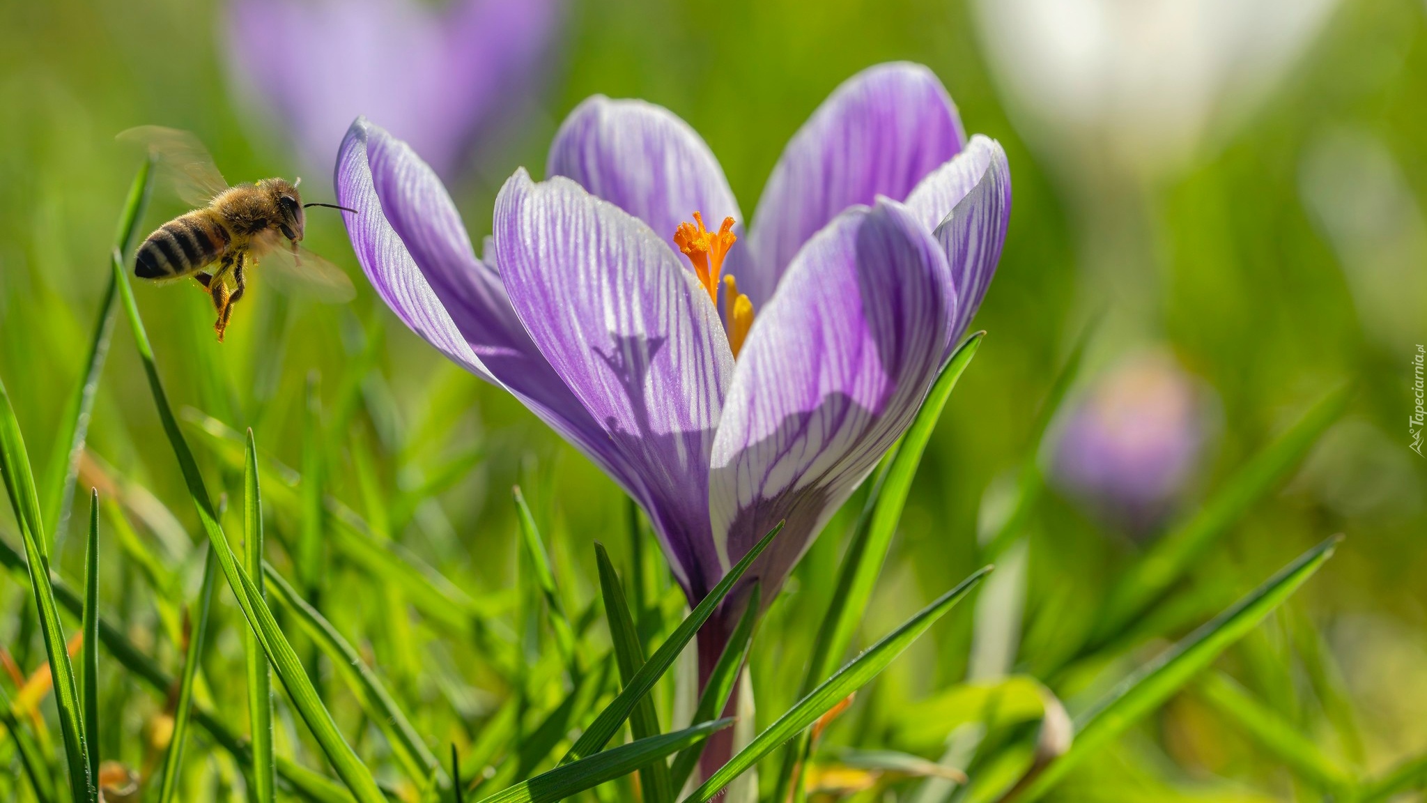 Krokus, Fioletowy, Zbliżenie, Trawa, Pszczoła