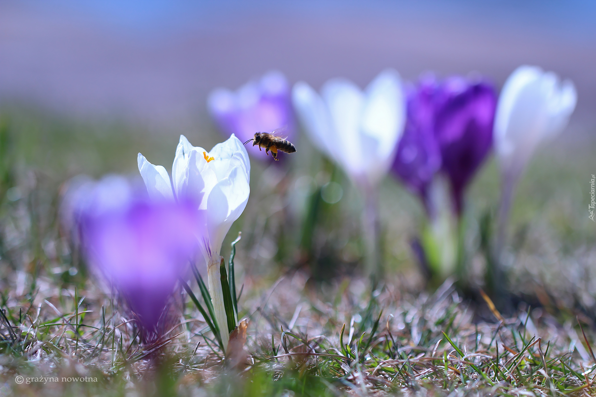 Biały, Krokus, Pszczoła