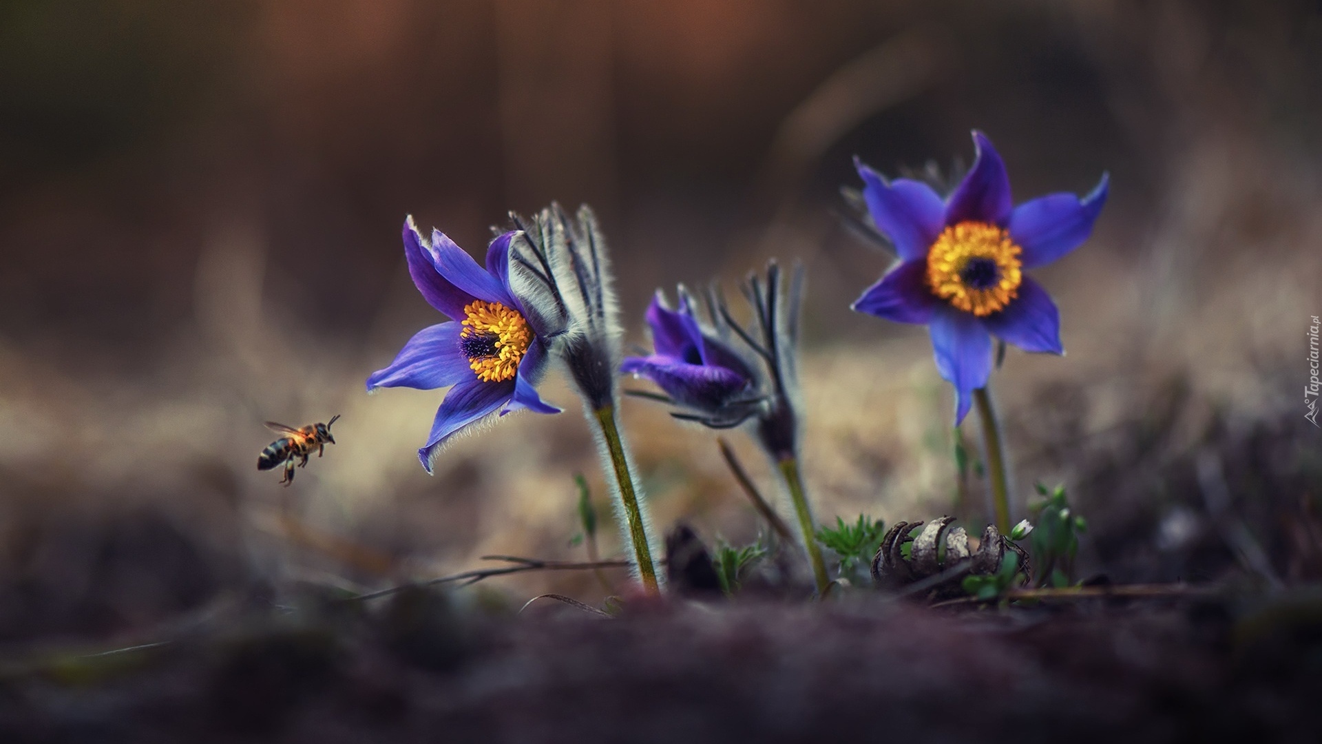 Kwiaty, Sasanki, Pszczoła