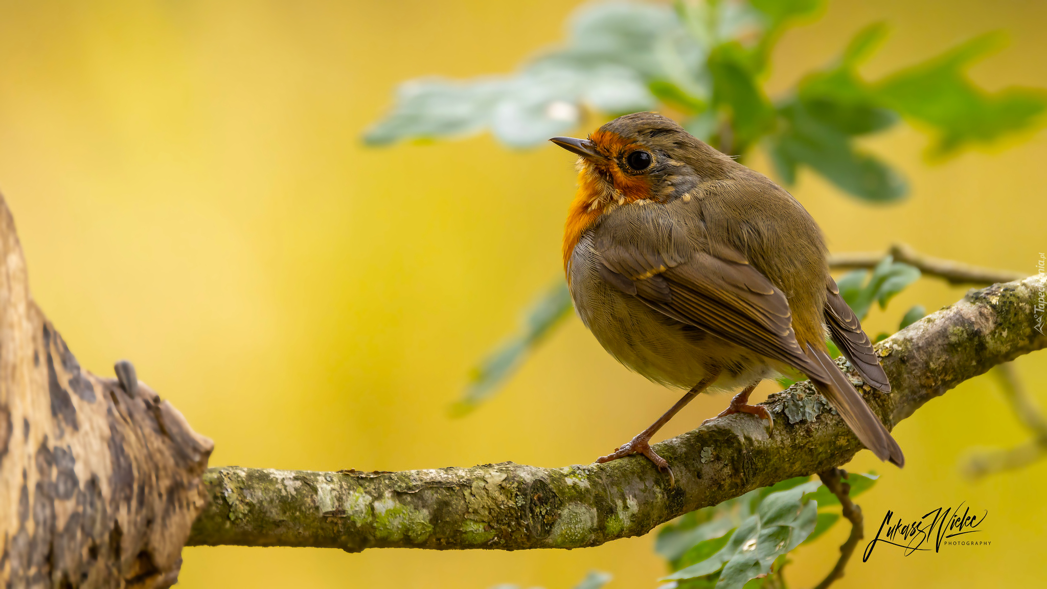 Ptak, Gałąź, Żółte, Tło