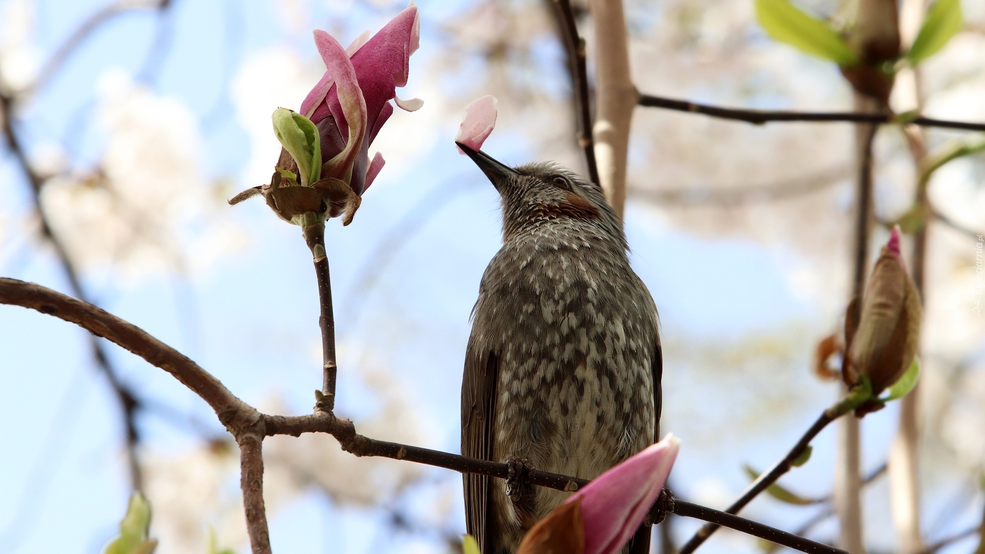 Ptak, Gałązki, Magnolia, Pąki