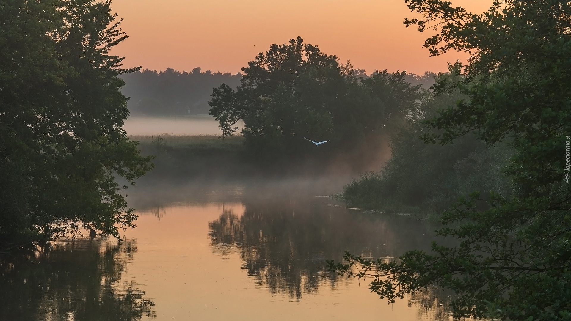 Rzeka, Drzewa, Mgła, Poranek, Ptak