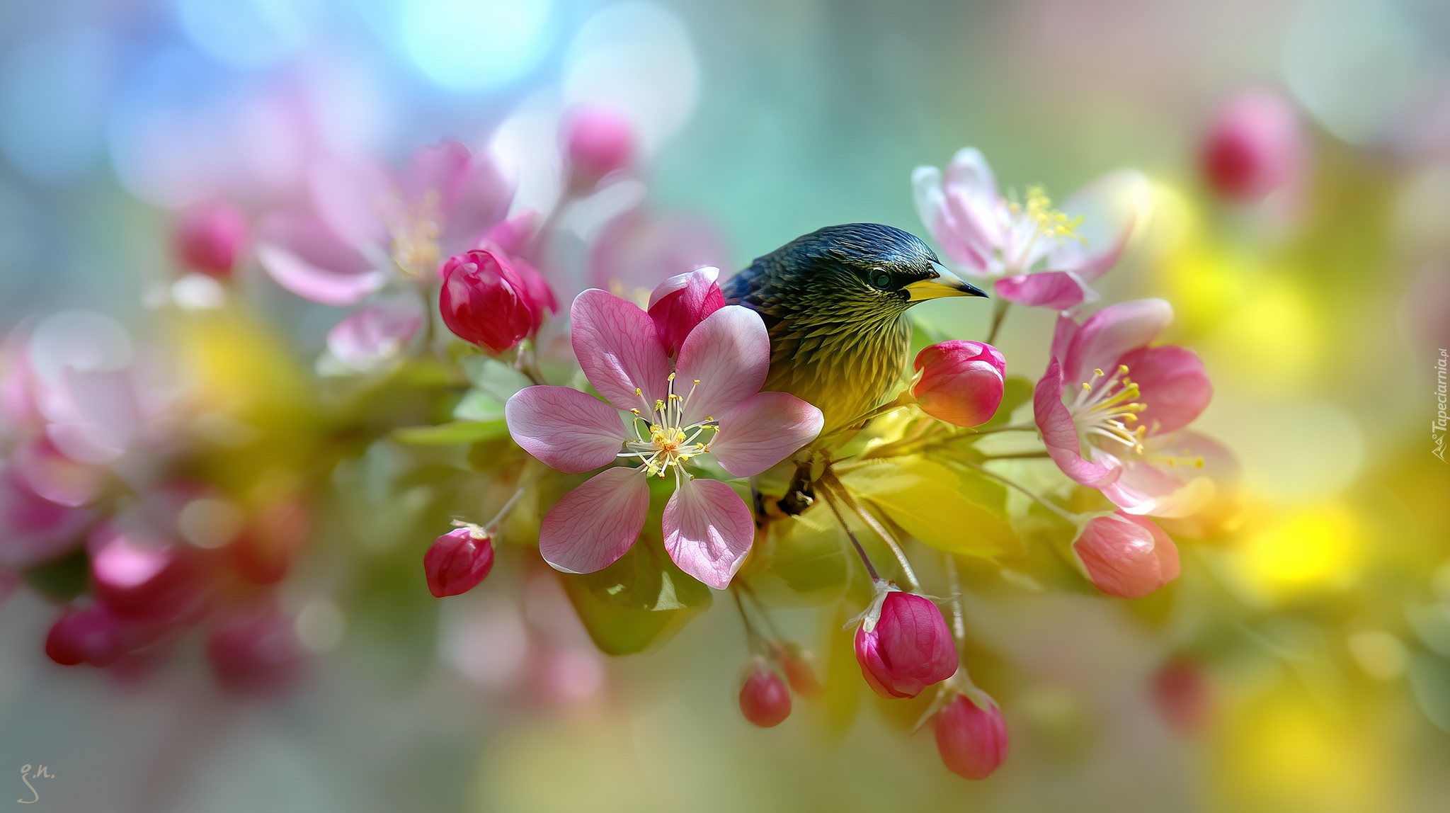 Ptak, Różowe, Kwiaty, Drzewo owocowe, Jabłoń, Grafika AI