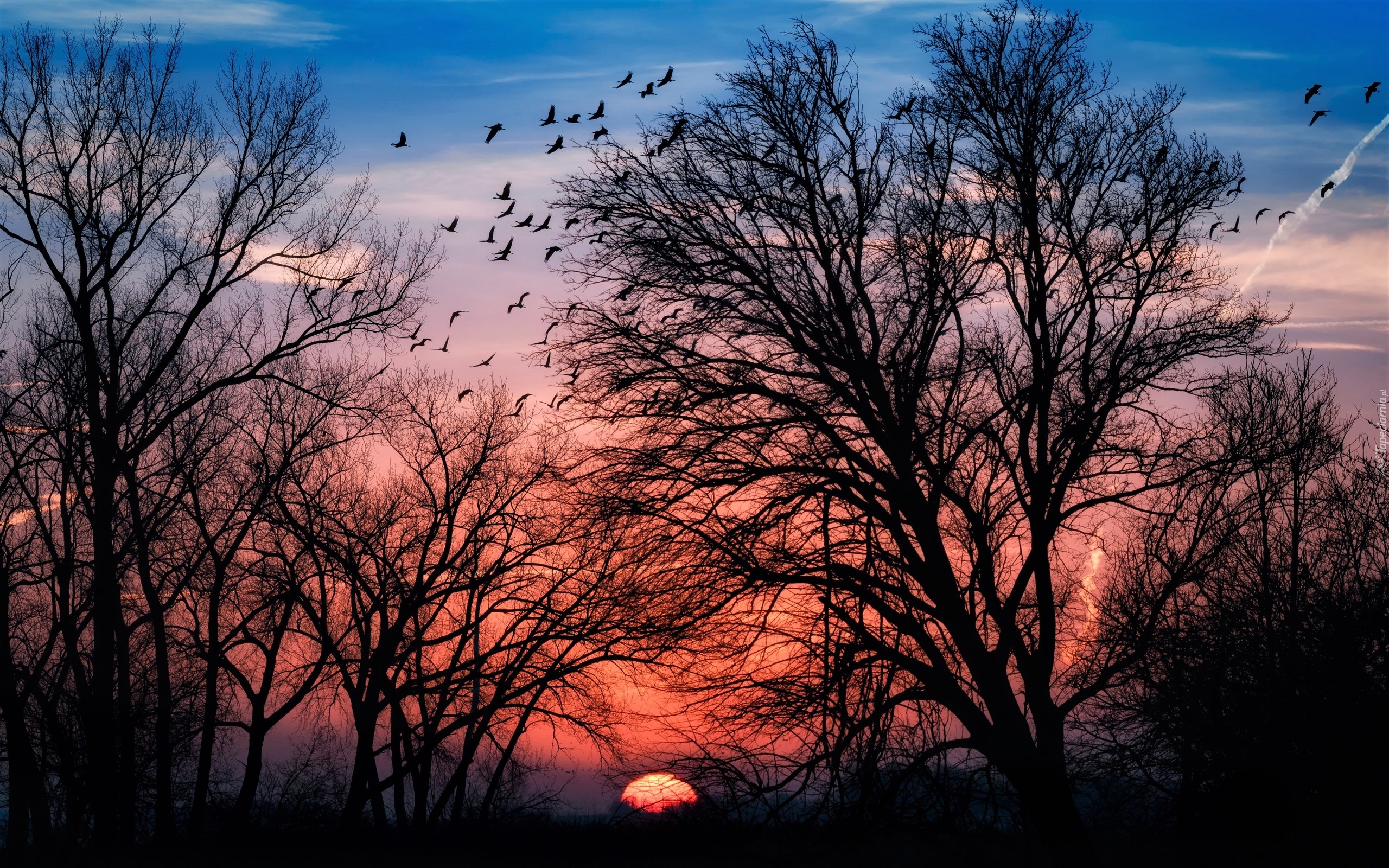 Zachód słońca, Ptaki, Drzewa