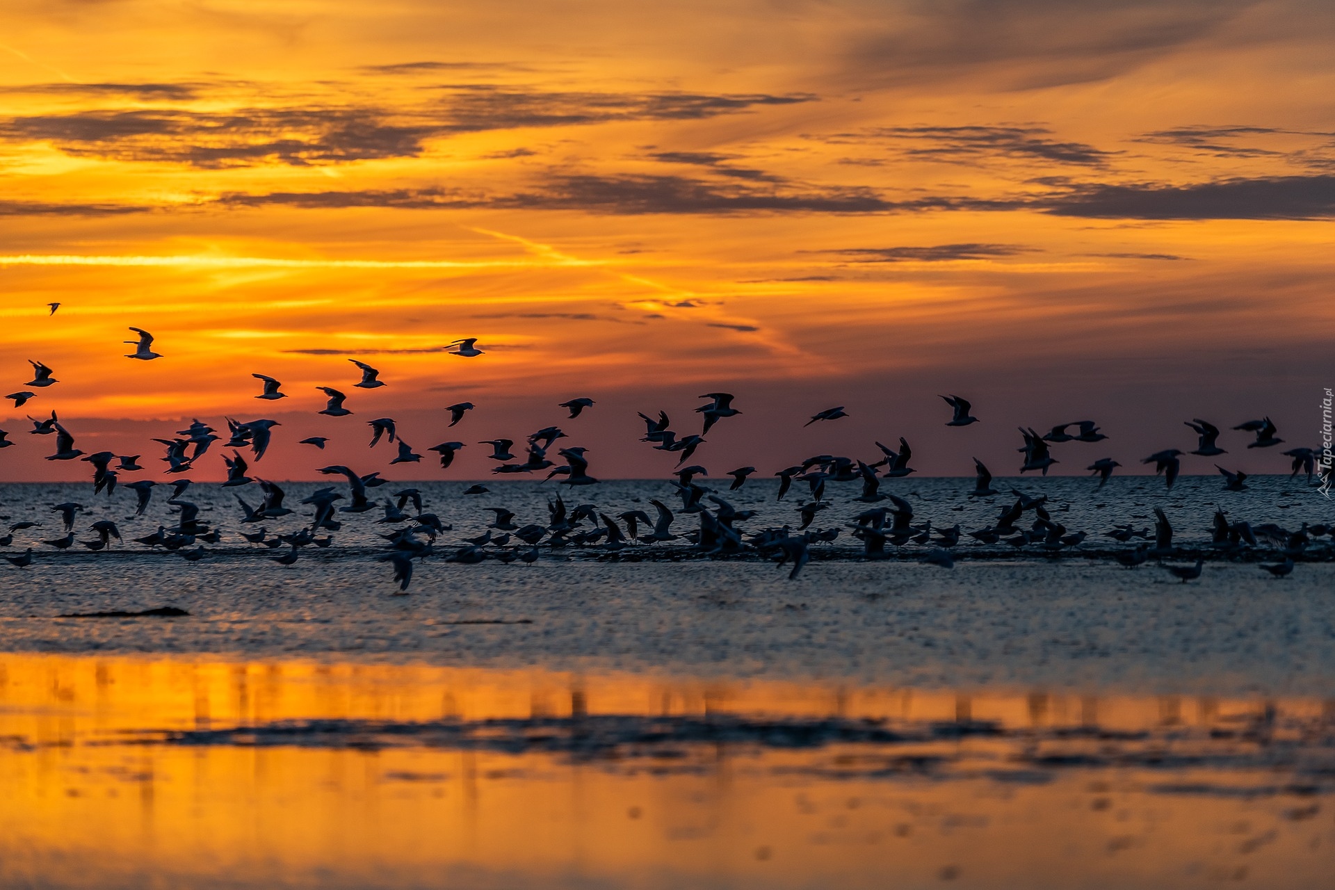 Ptaki, Morze, Zachód słońca