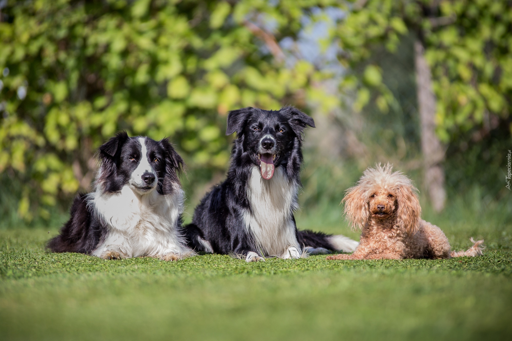 Trawnik, Psy, Border collie, Pudel miniaturowy