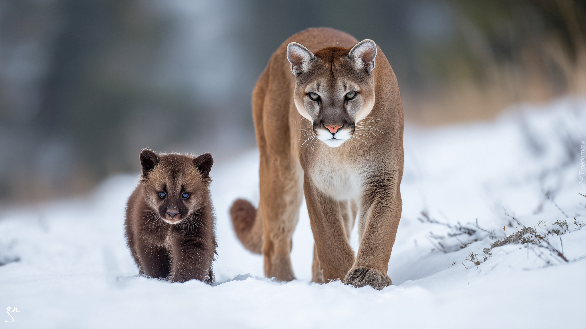 Puma, Niedźwiadek, Zima, Śnieg, Grafika AI