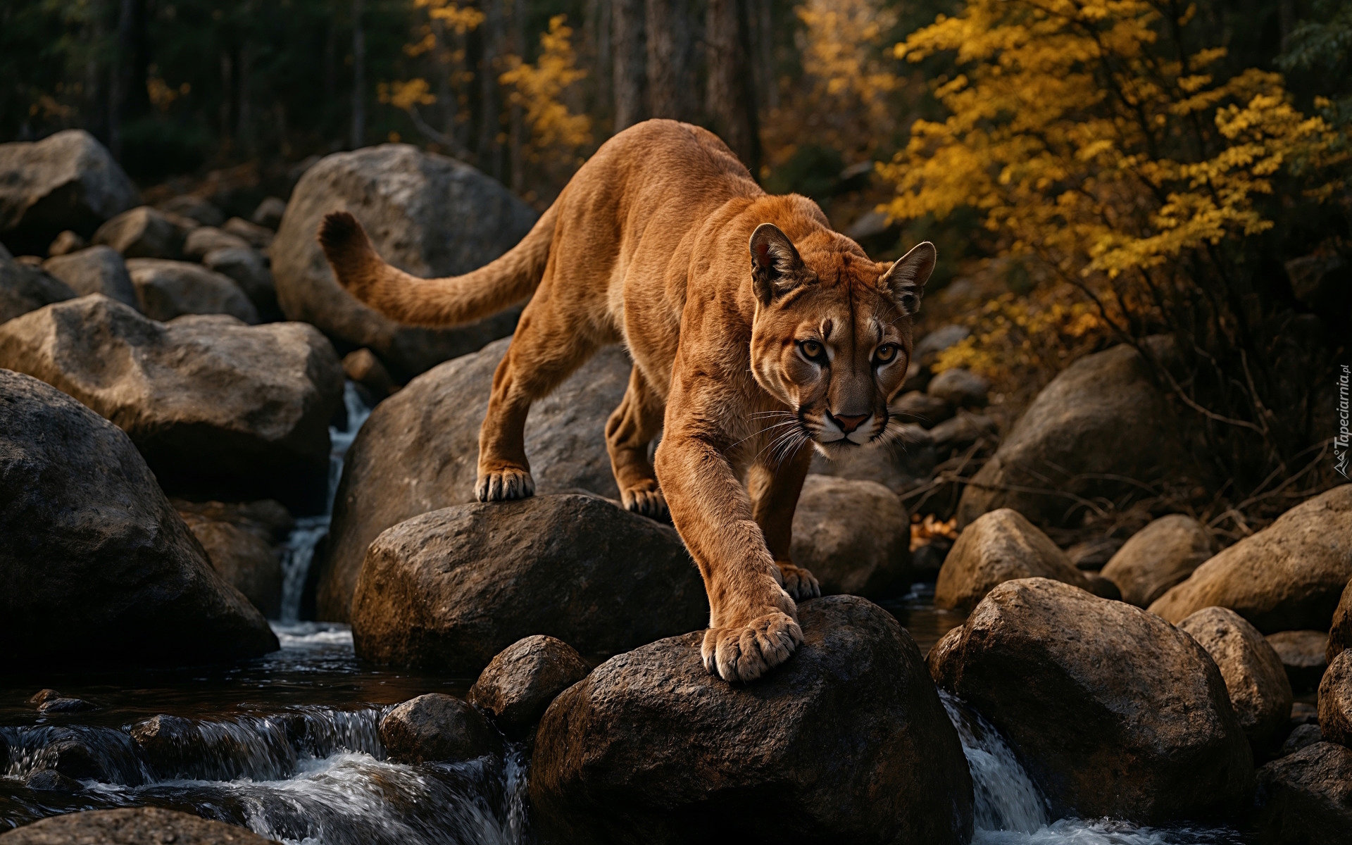 Las, Puma, Kamienie, Rzeka, Strumień, Grafika AI