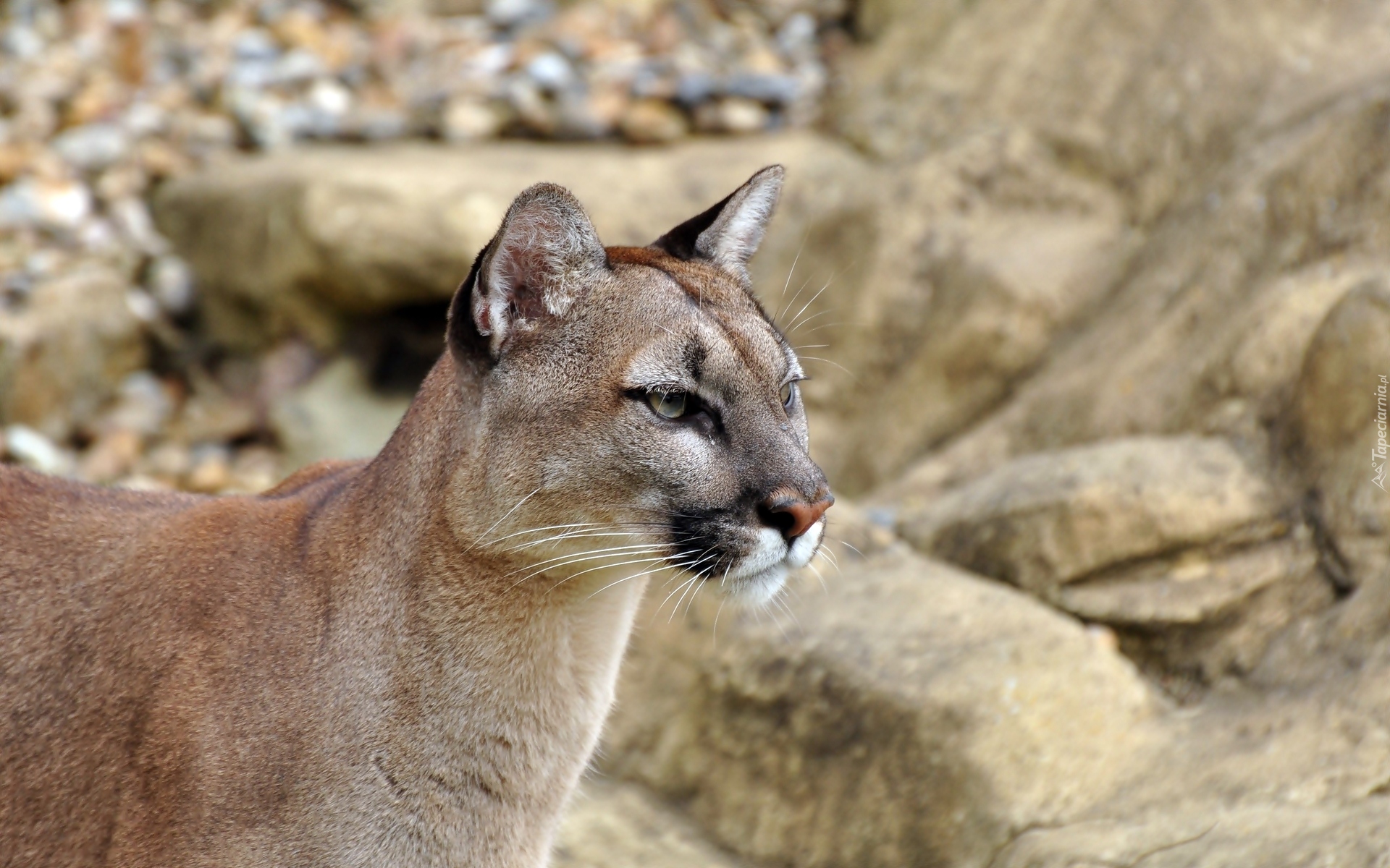 Puma kostarykańska, Skała