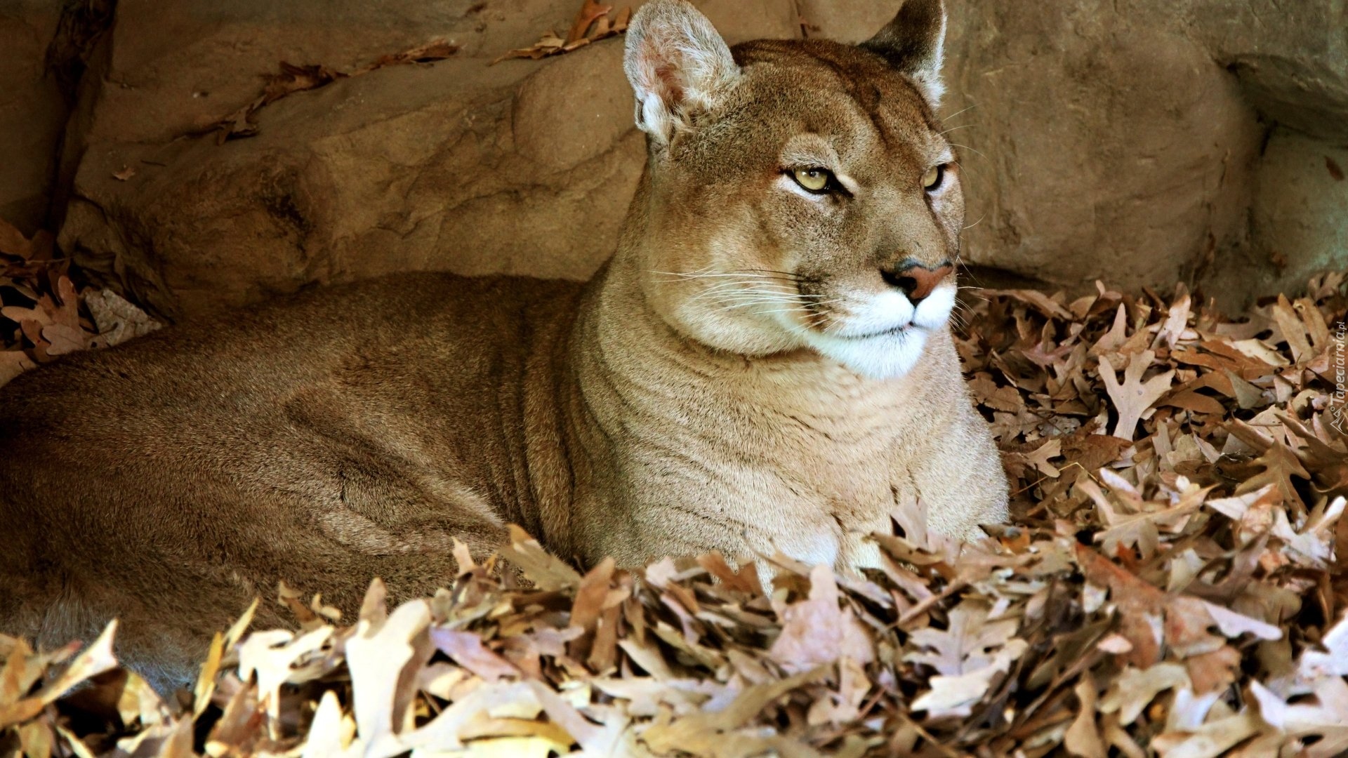 Puma, Liście