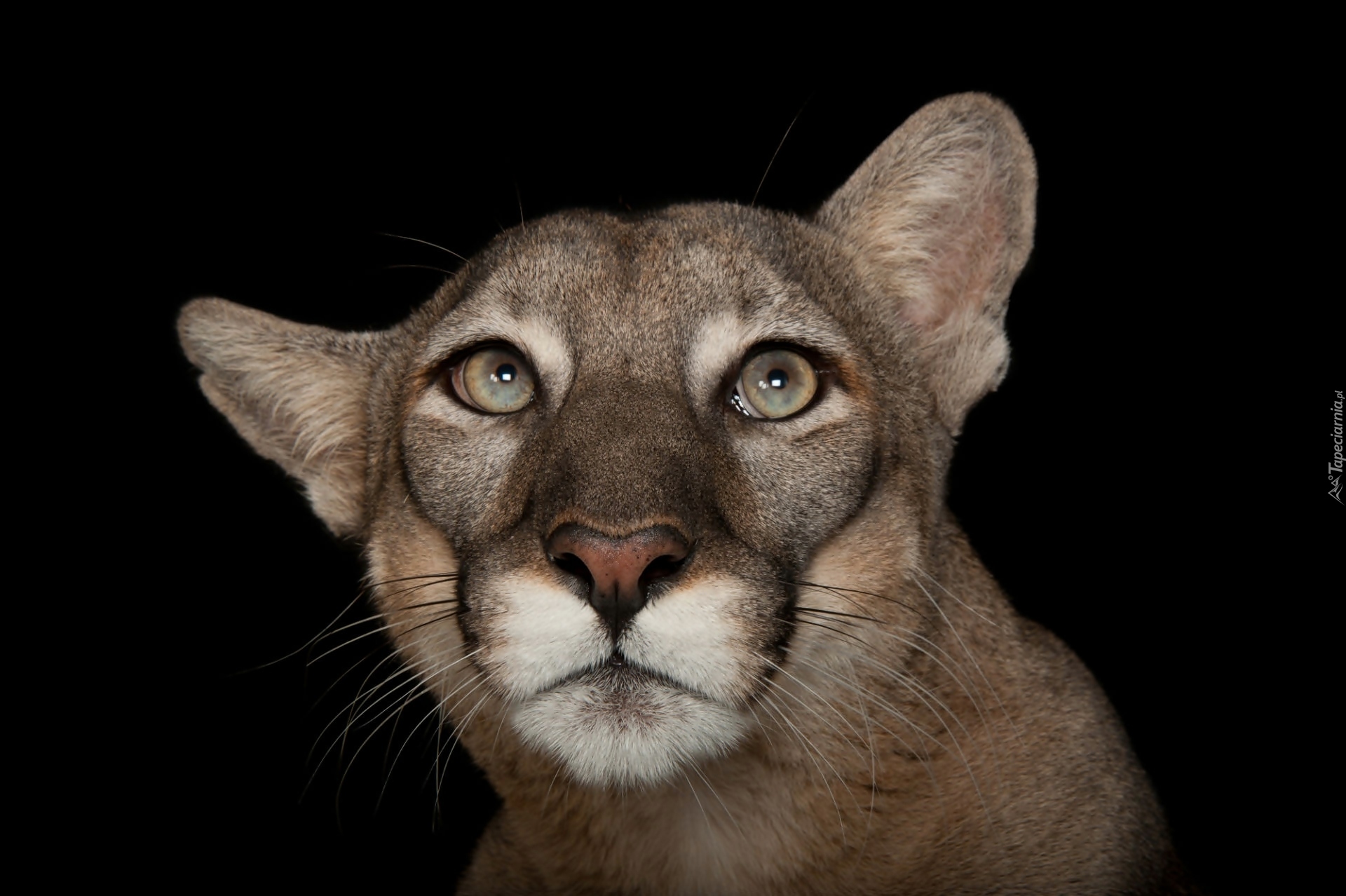 Puma, Uniesiona, Głowa