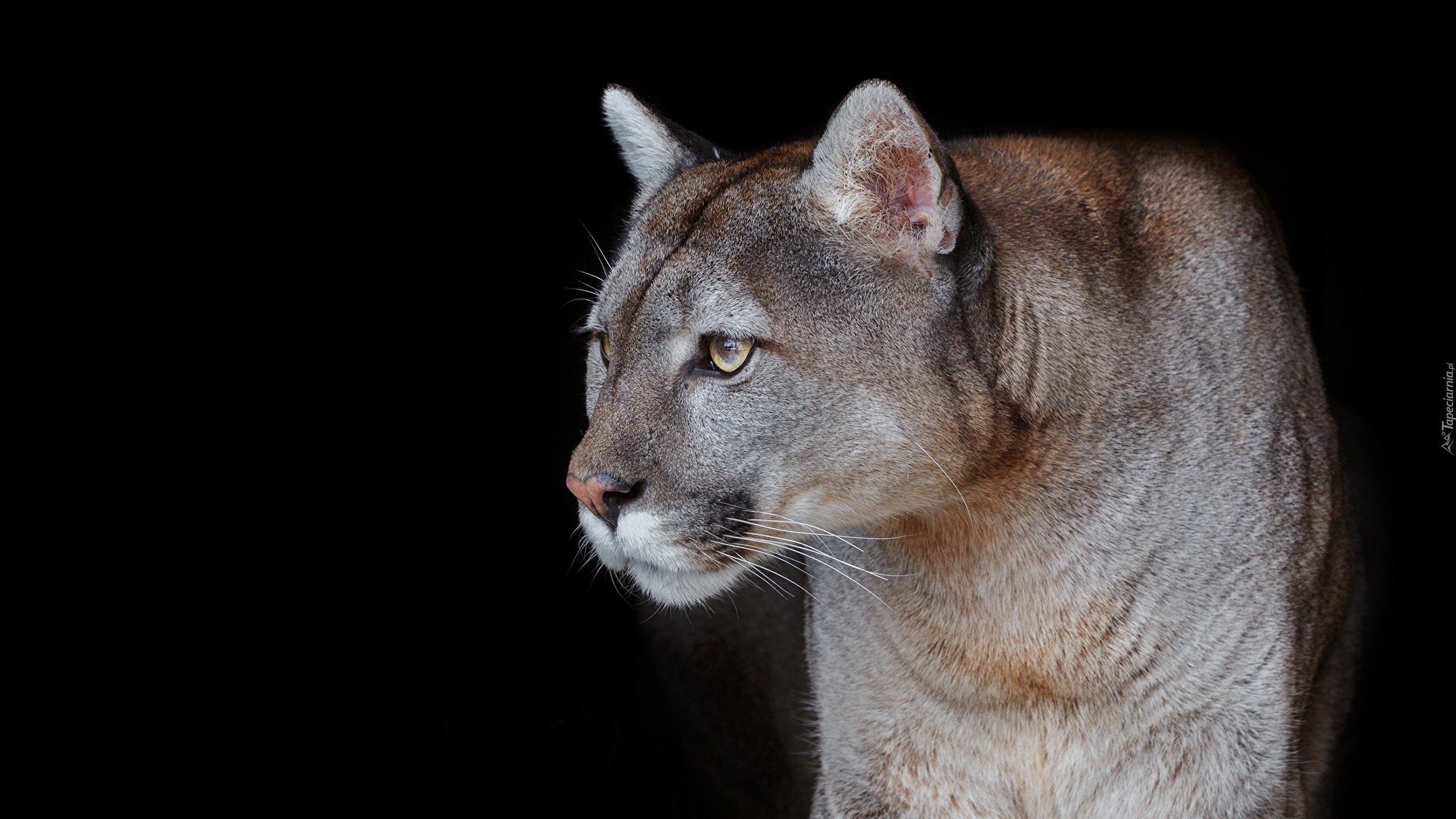 Puma, Czarne, Tło