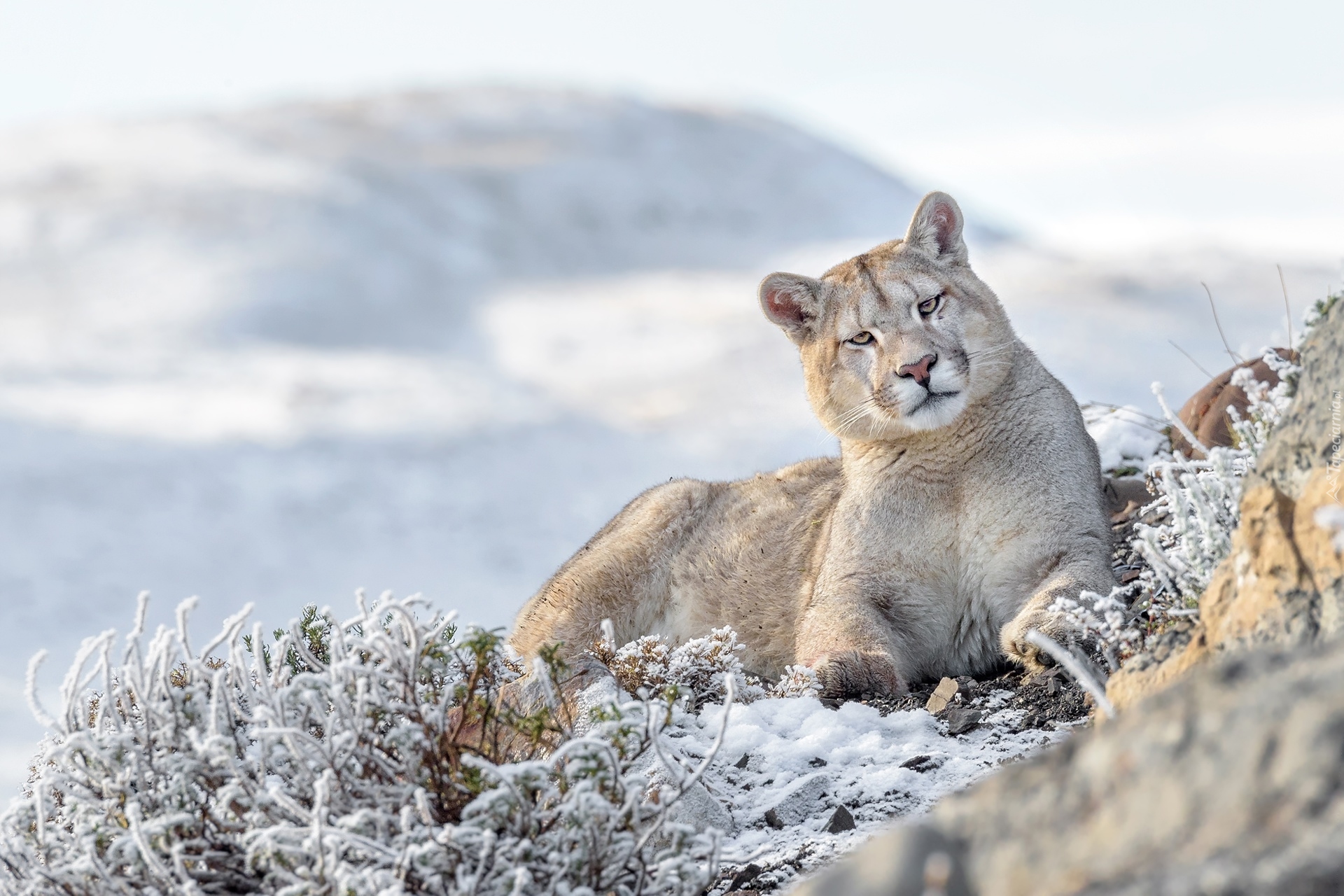 Puma, Oszronione, Rośliny, Śnieg