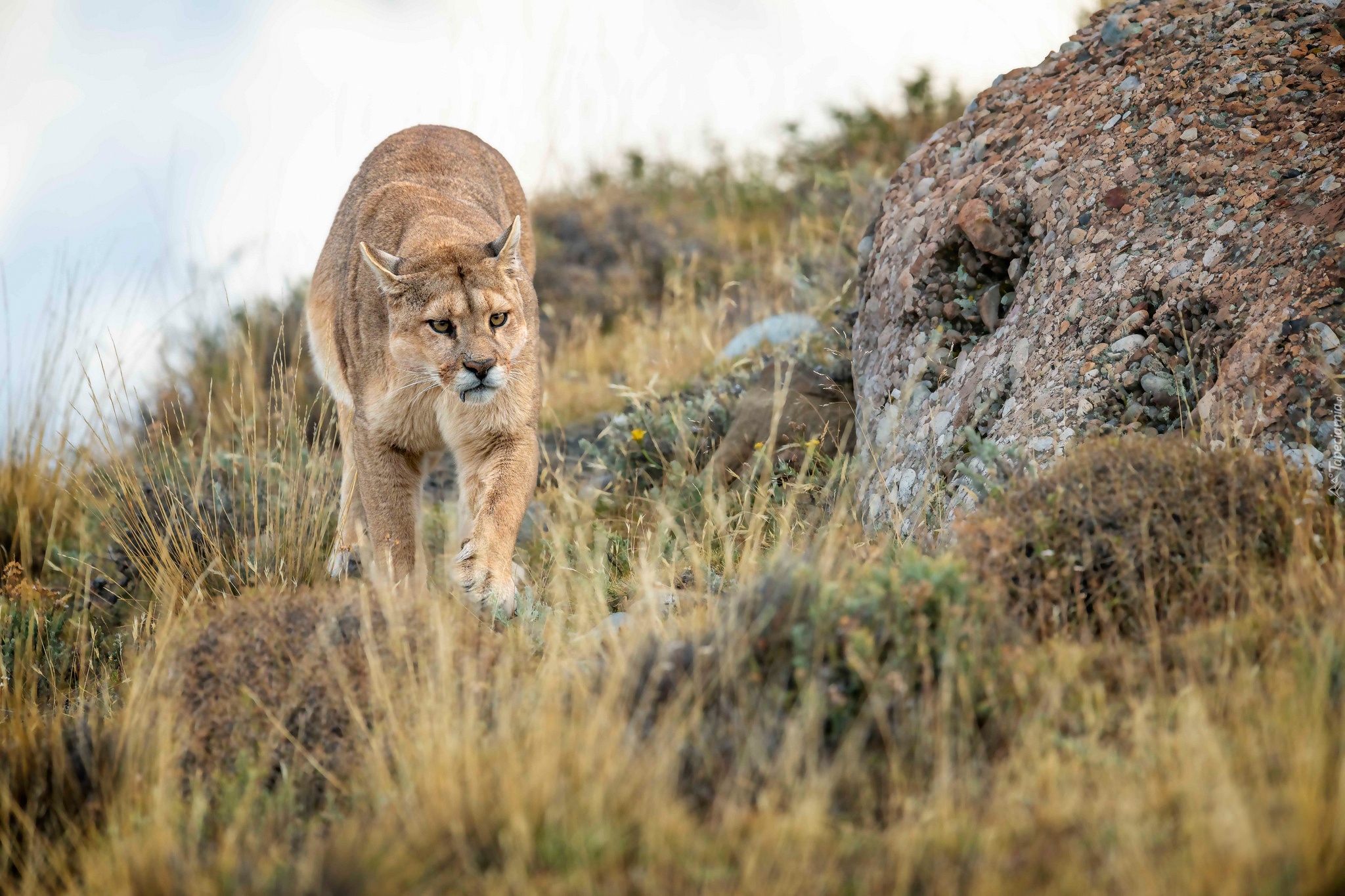 Dziki, Kot, Puma, Roślinność, Kamienie