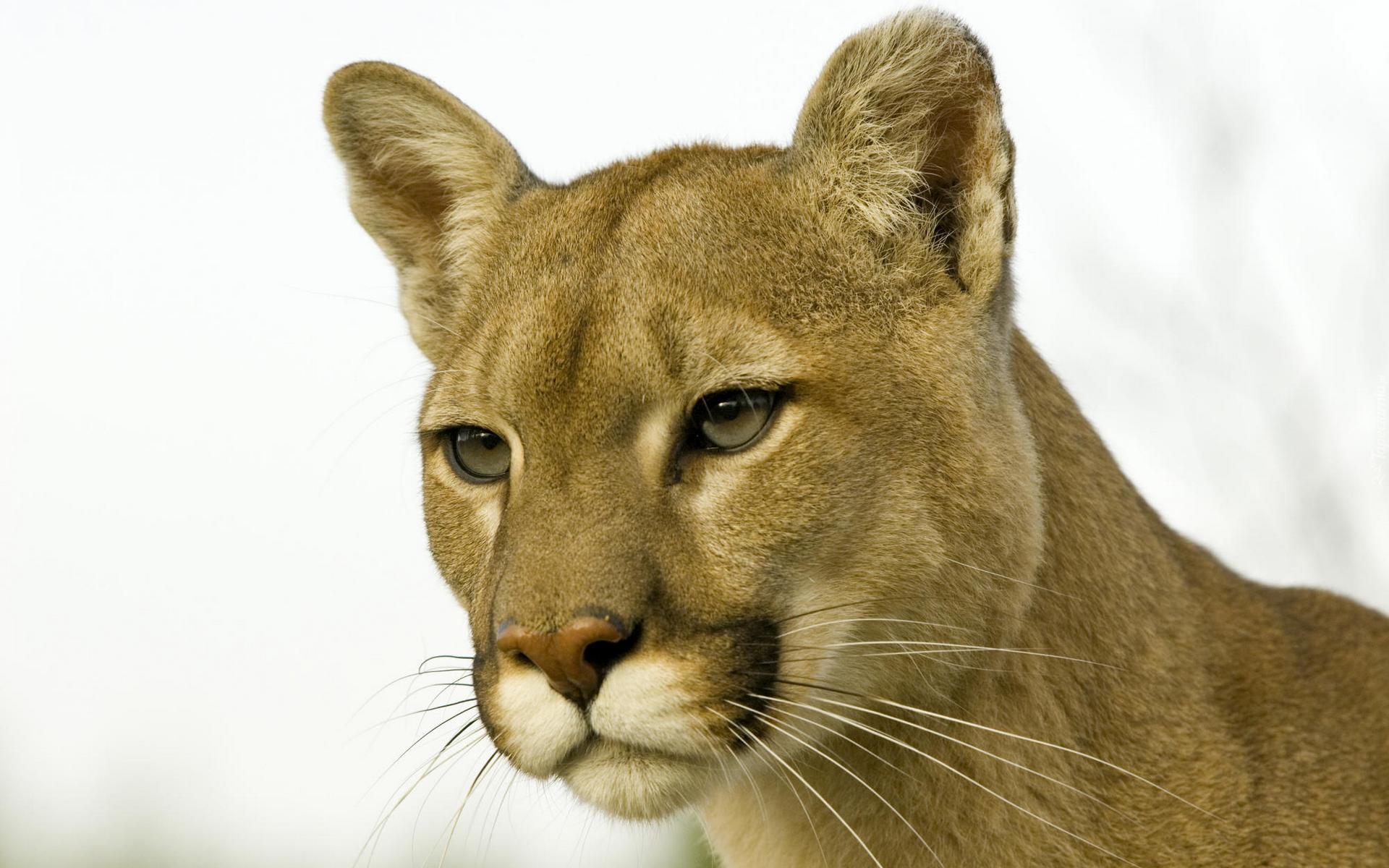 Puma płowa