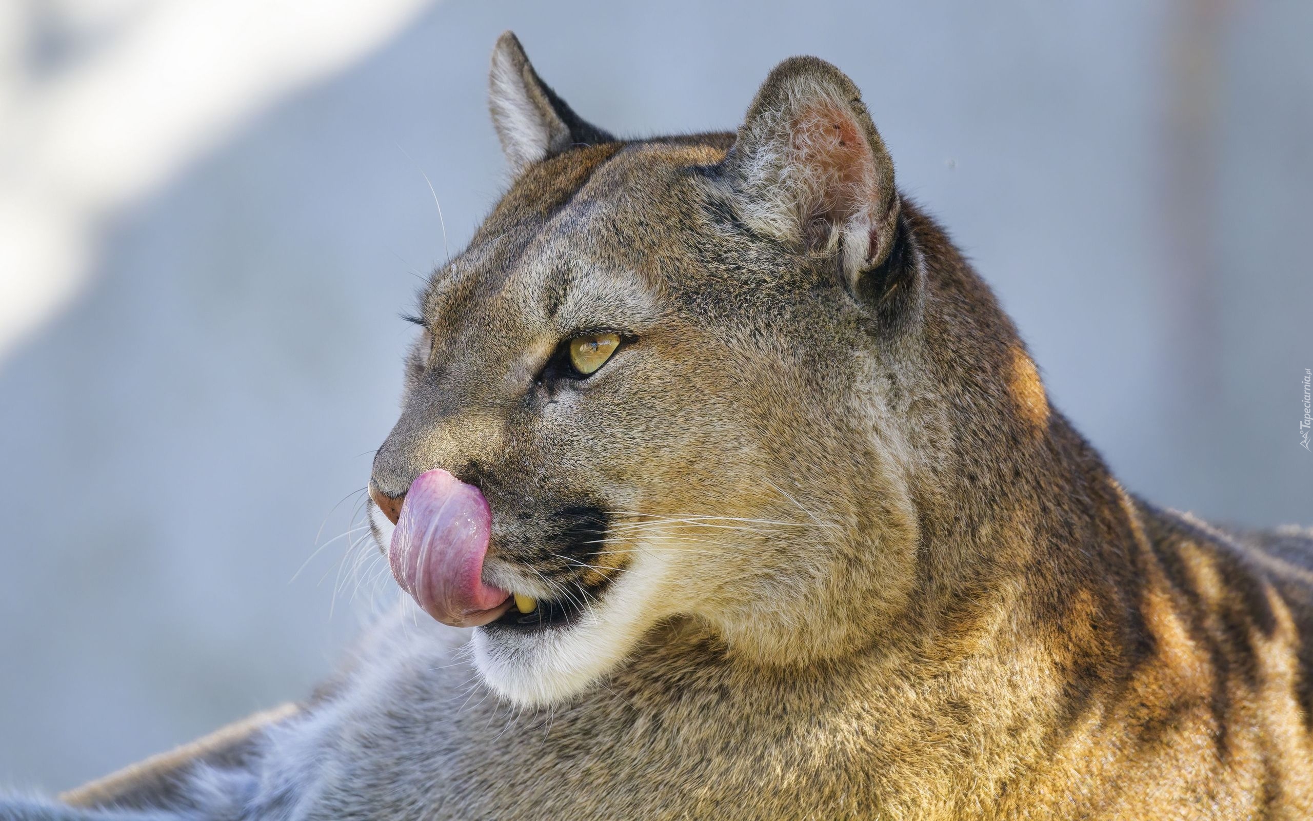 Puma, Wystający, Język