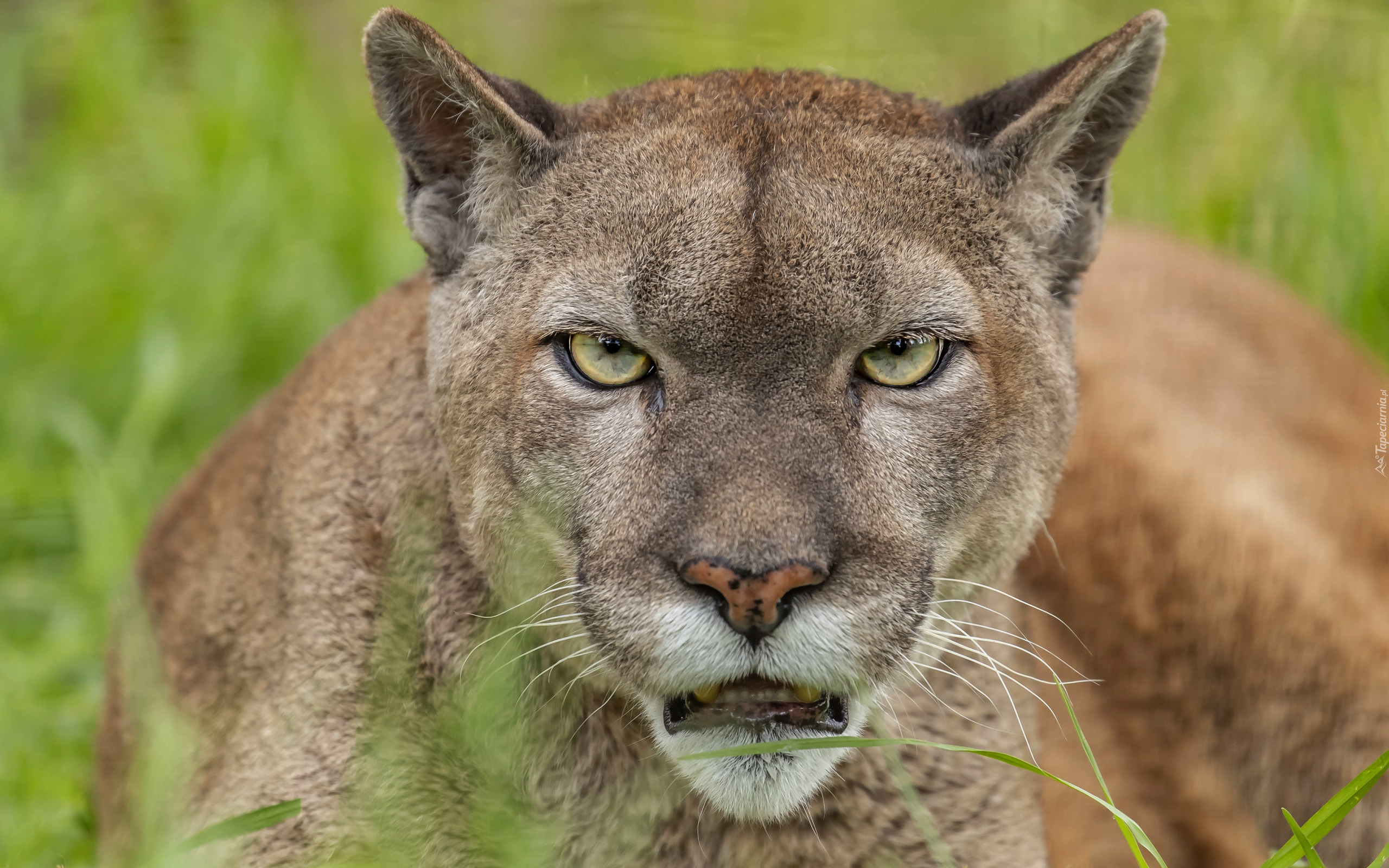 Puma, Kuguar, Głowa