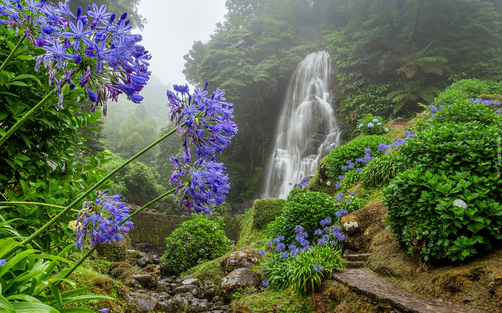Wodospad, Mirador de Ribeira dos Caldeiroes, Niebieskie kwiaty, Dżungla, Mgła, Achada, Portugalia
