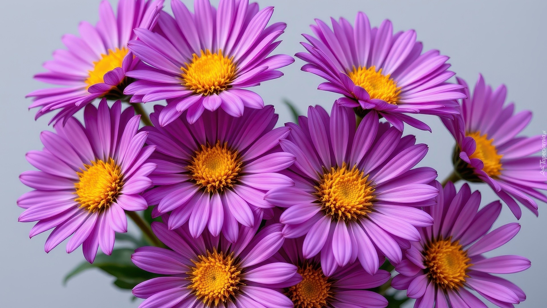 Purpurowy, Aster