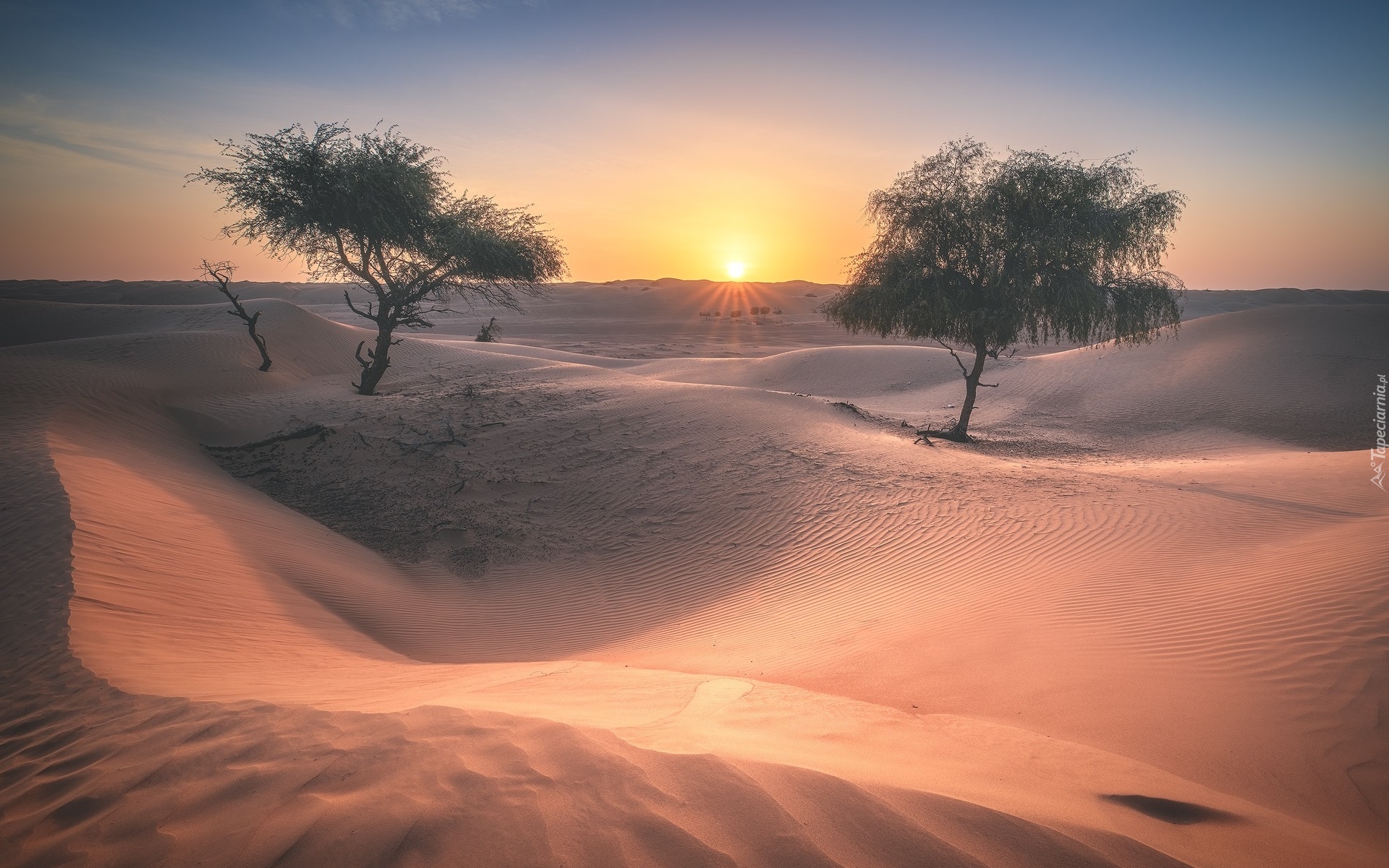 Wydmy, Piasek, Drzewa, Wschód słońca, Pustynia, Wahiba Sands, Oman
