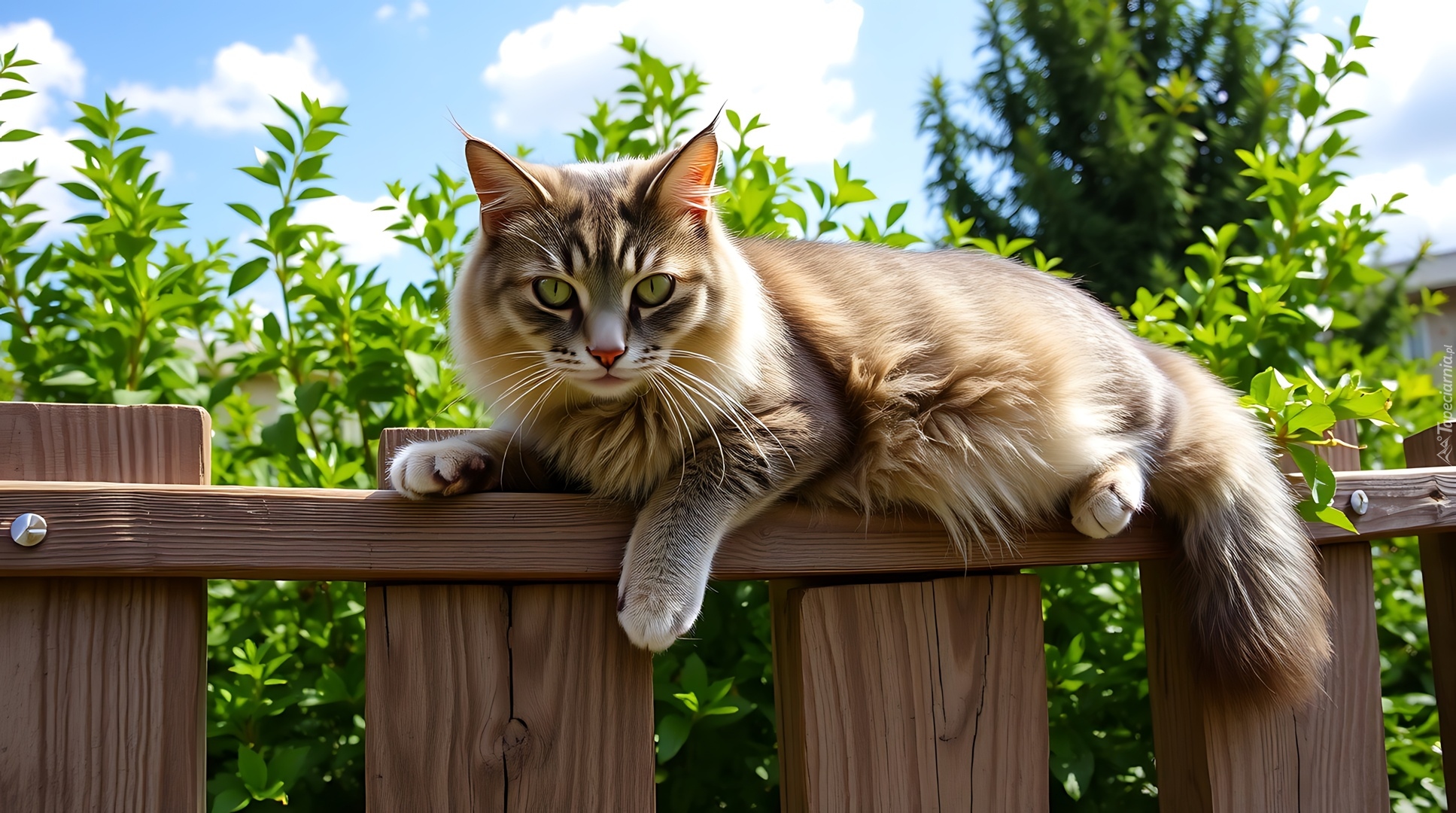 Kot, Puszysty, Płot, Zieleń, Niebo, Grafika AI