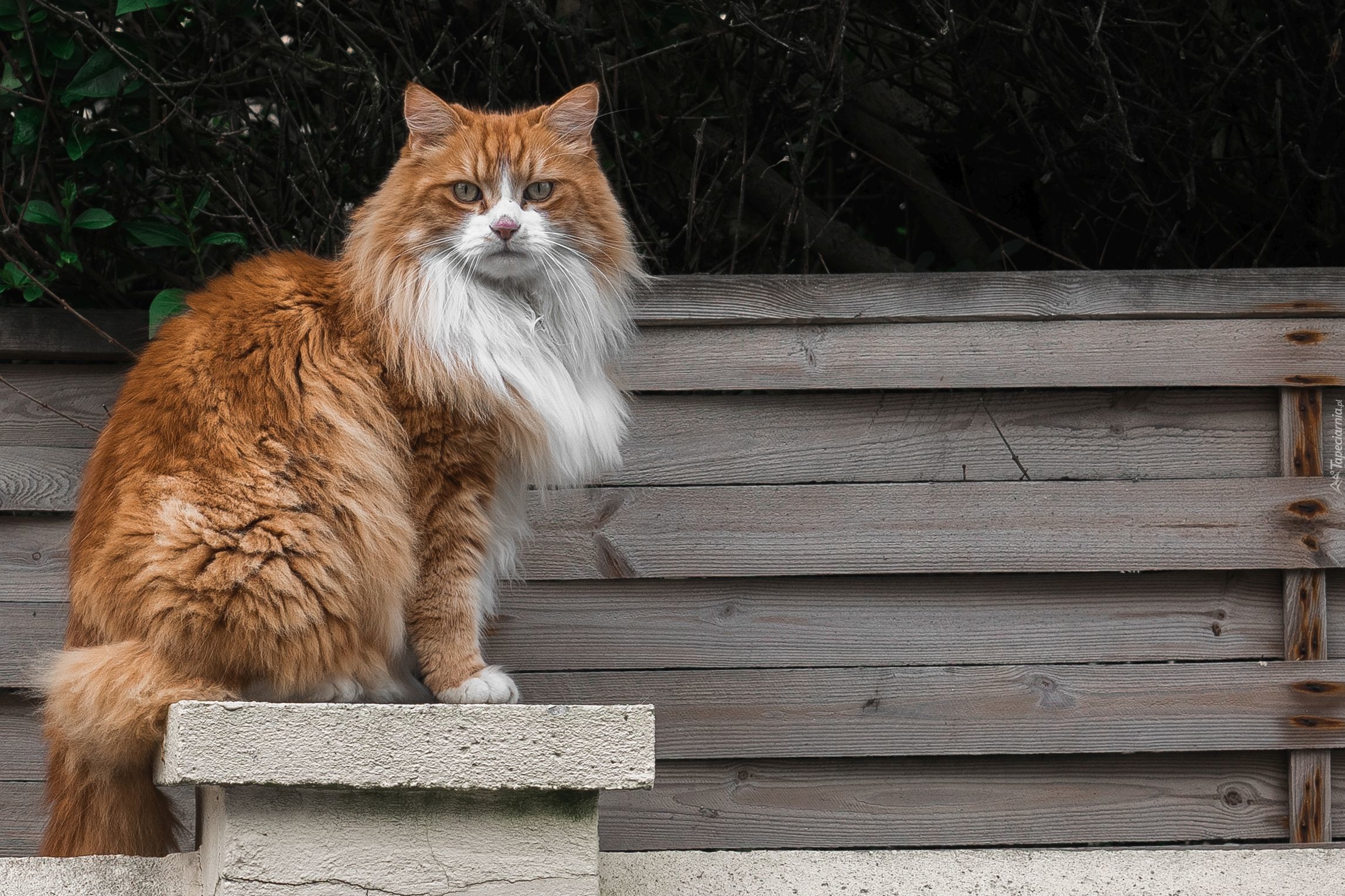 Фото сидящей кошки