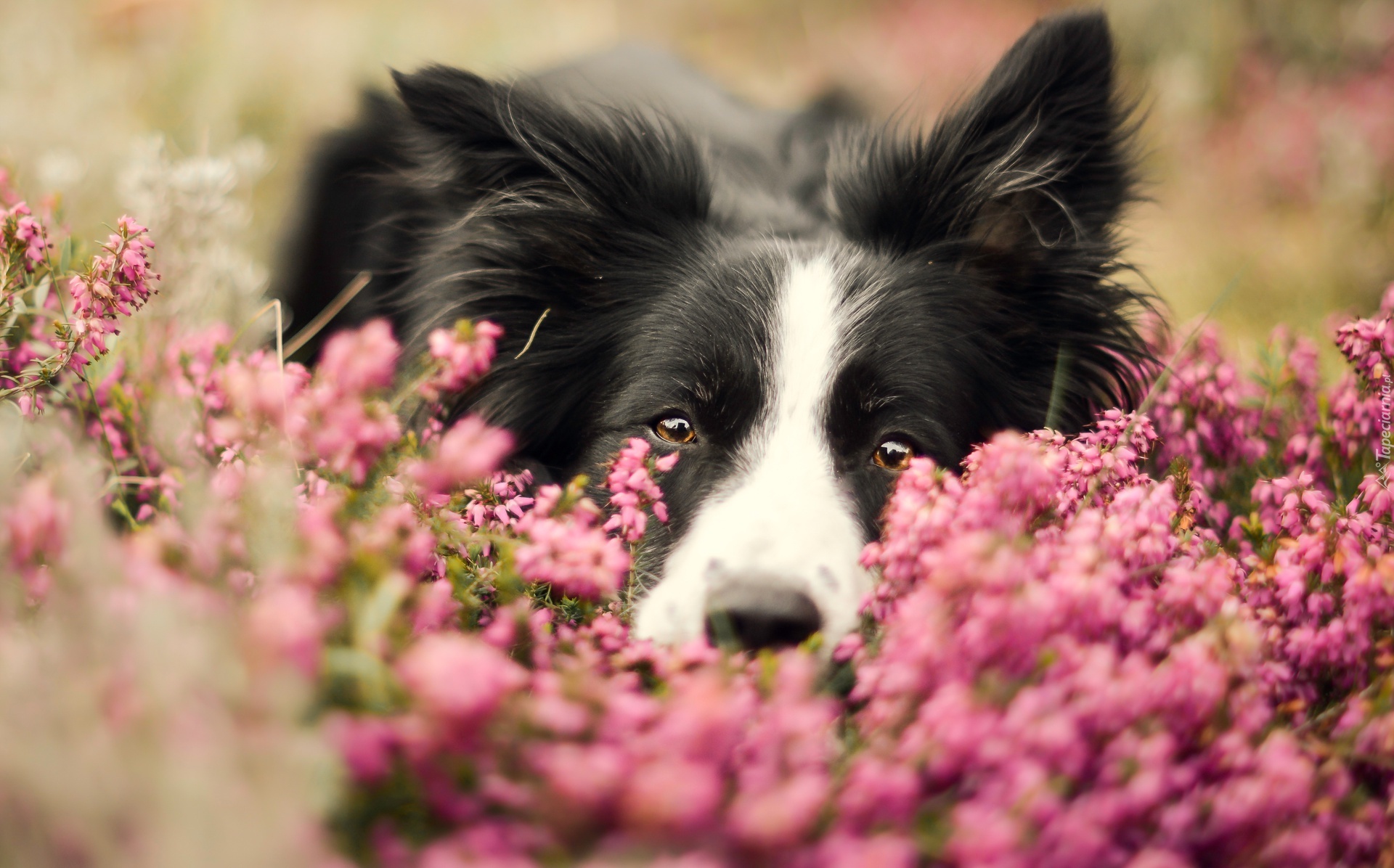 Border collie, Pyszczek, Wrzos