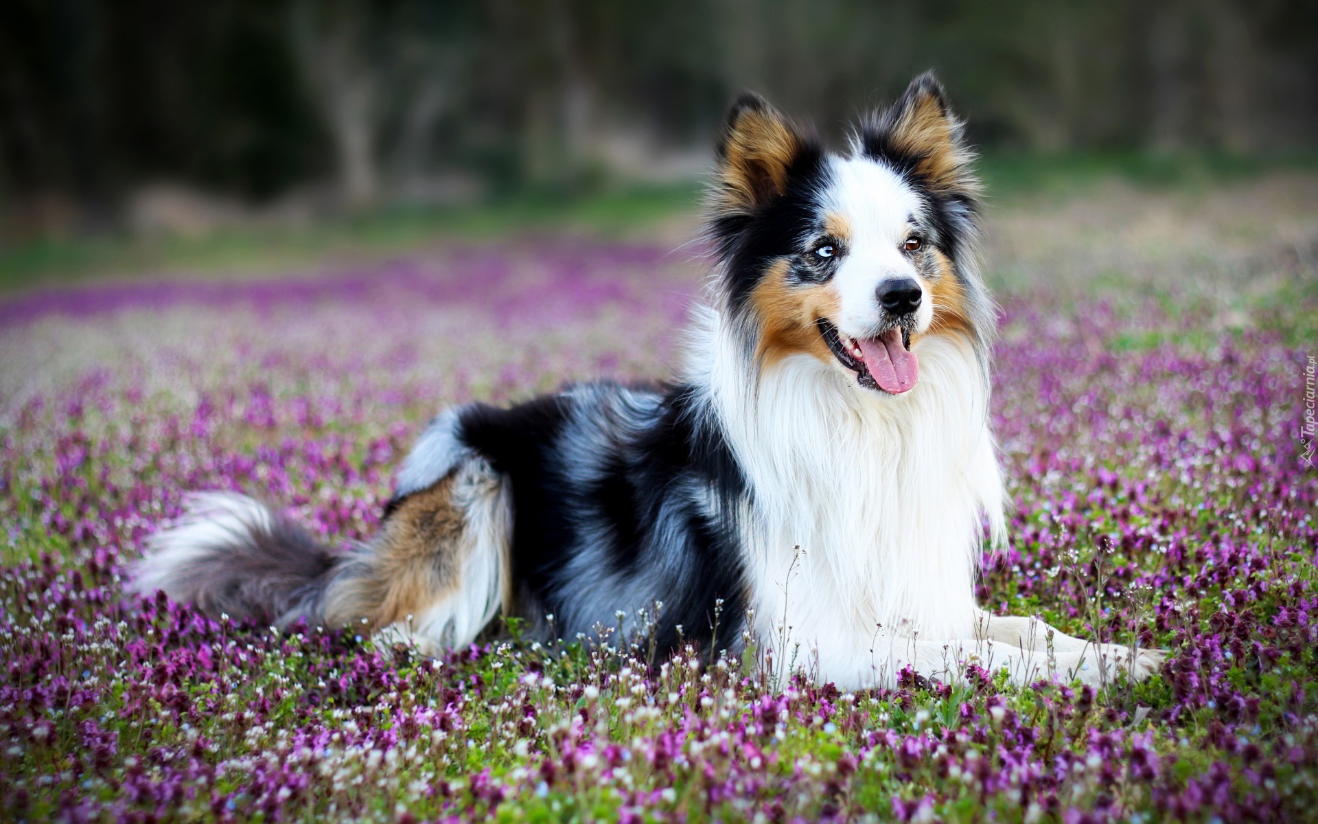 Border collie, Łąka