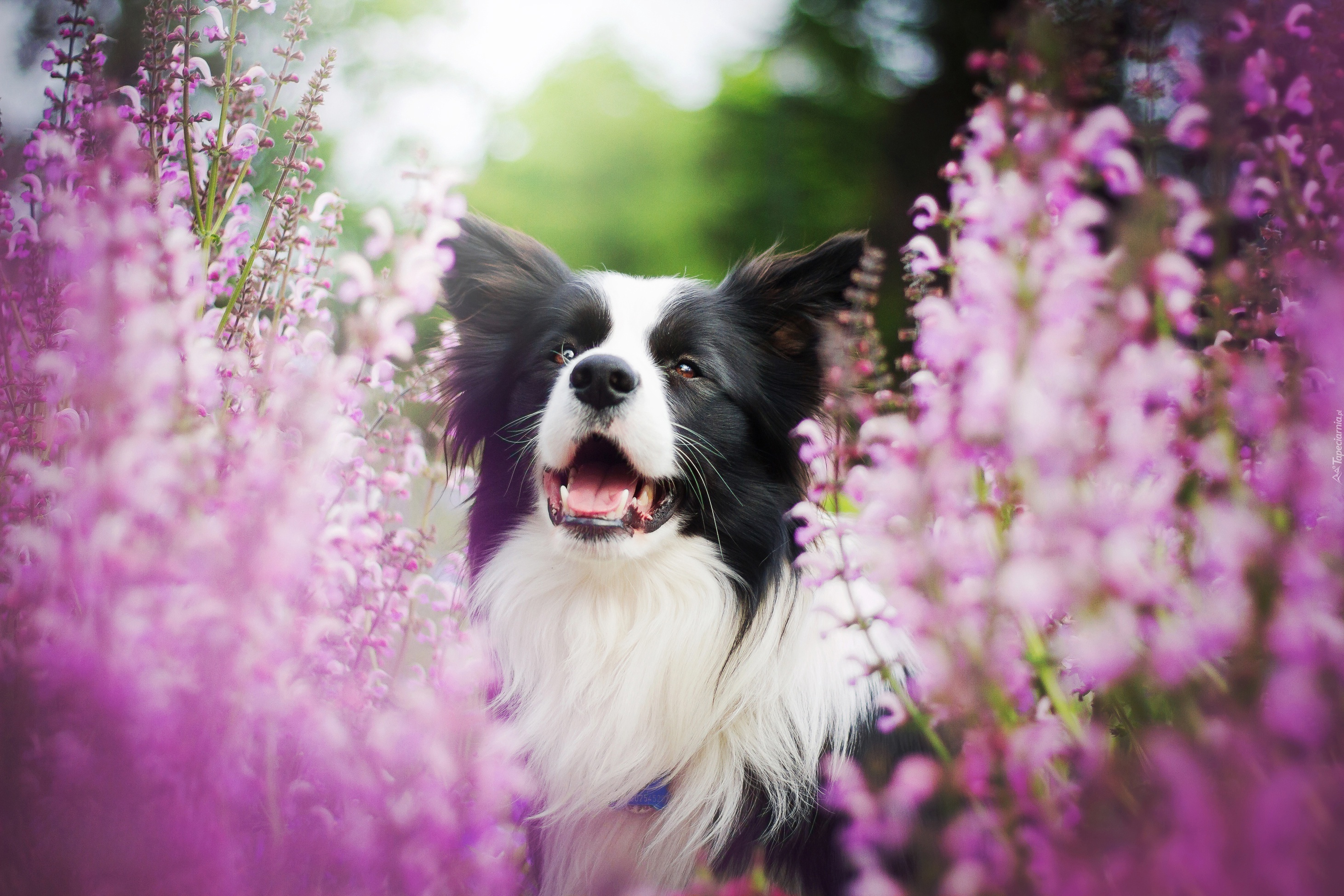 Border collie, Kwiaty