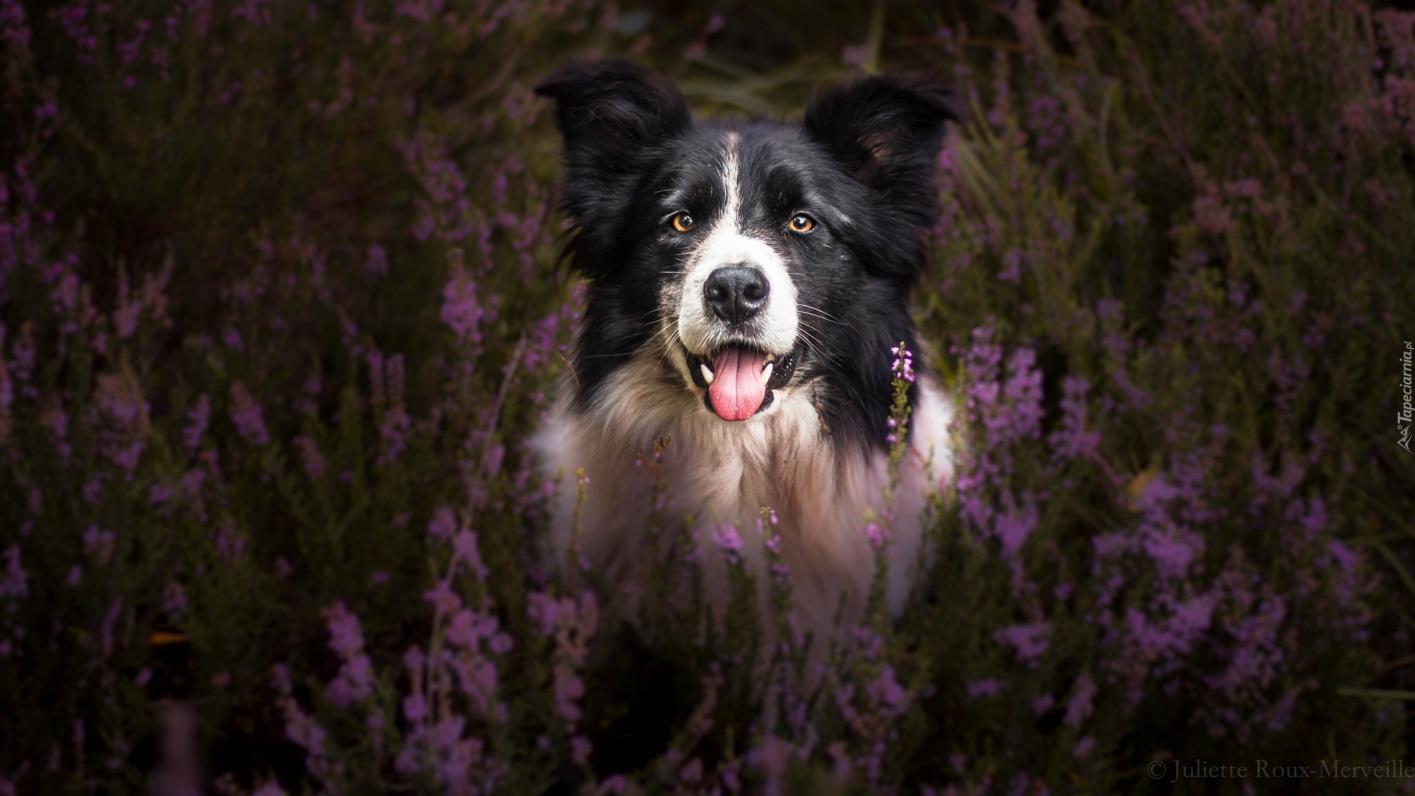 Pies, Border collie, Mordka, Wrzosy