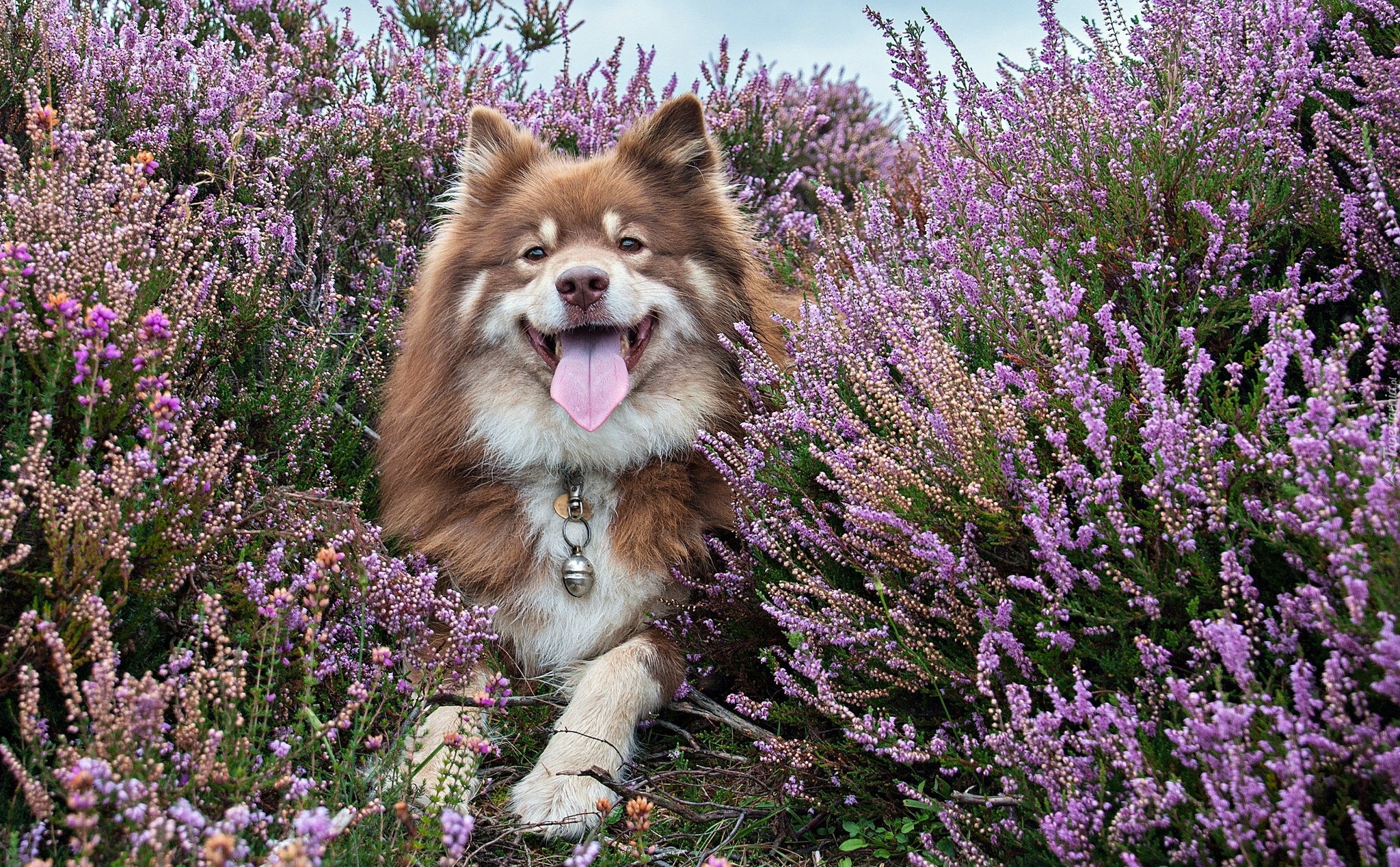 Fiński lapphund, Wrzos