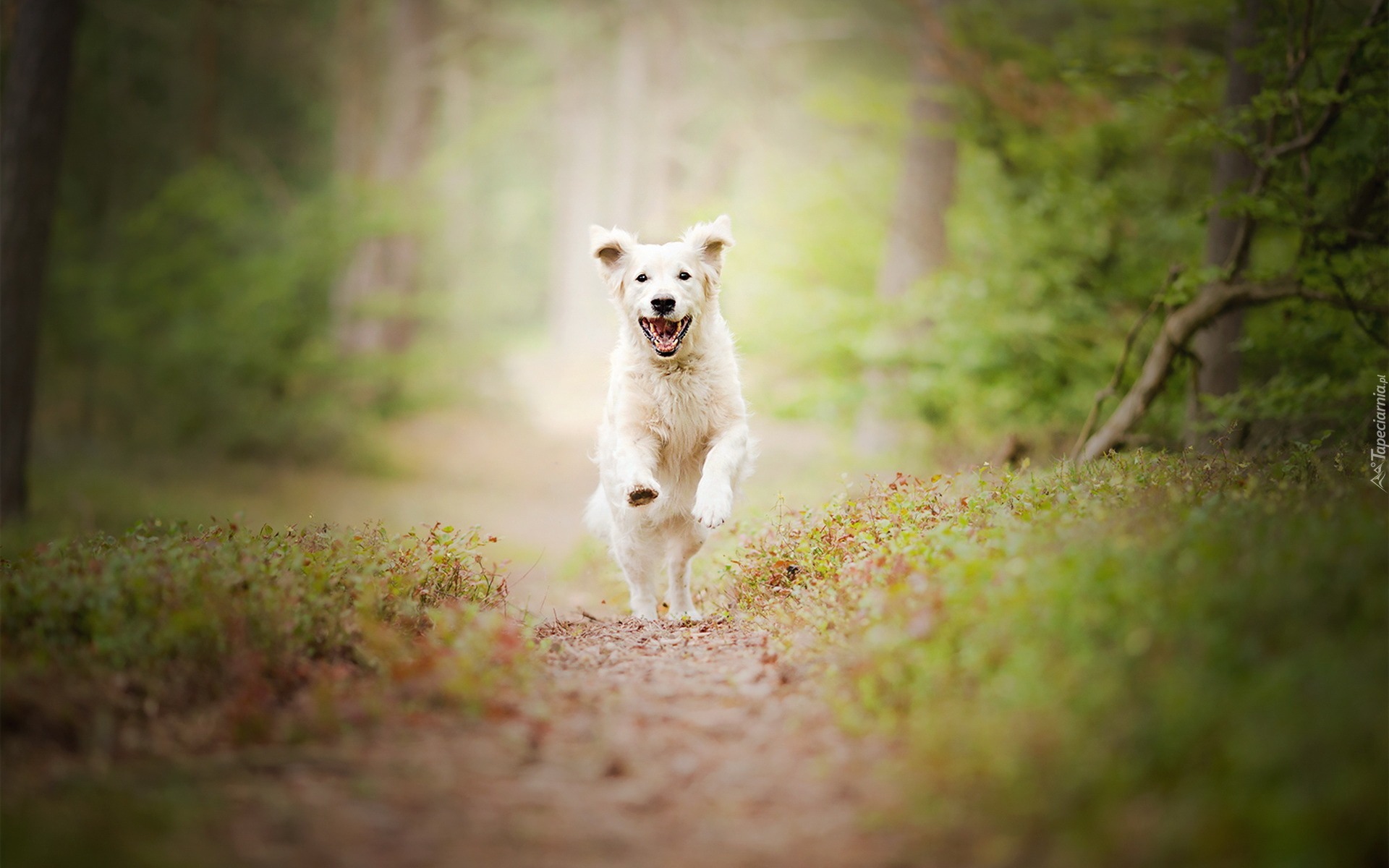 Las, Biegnący, Pies, Golden retriever