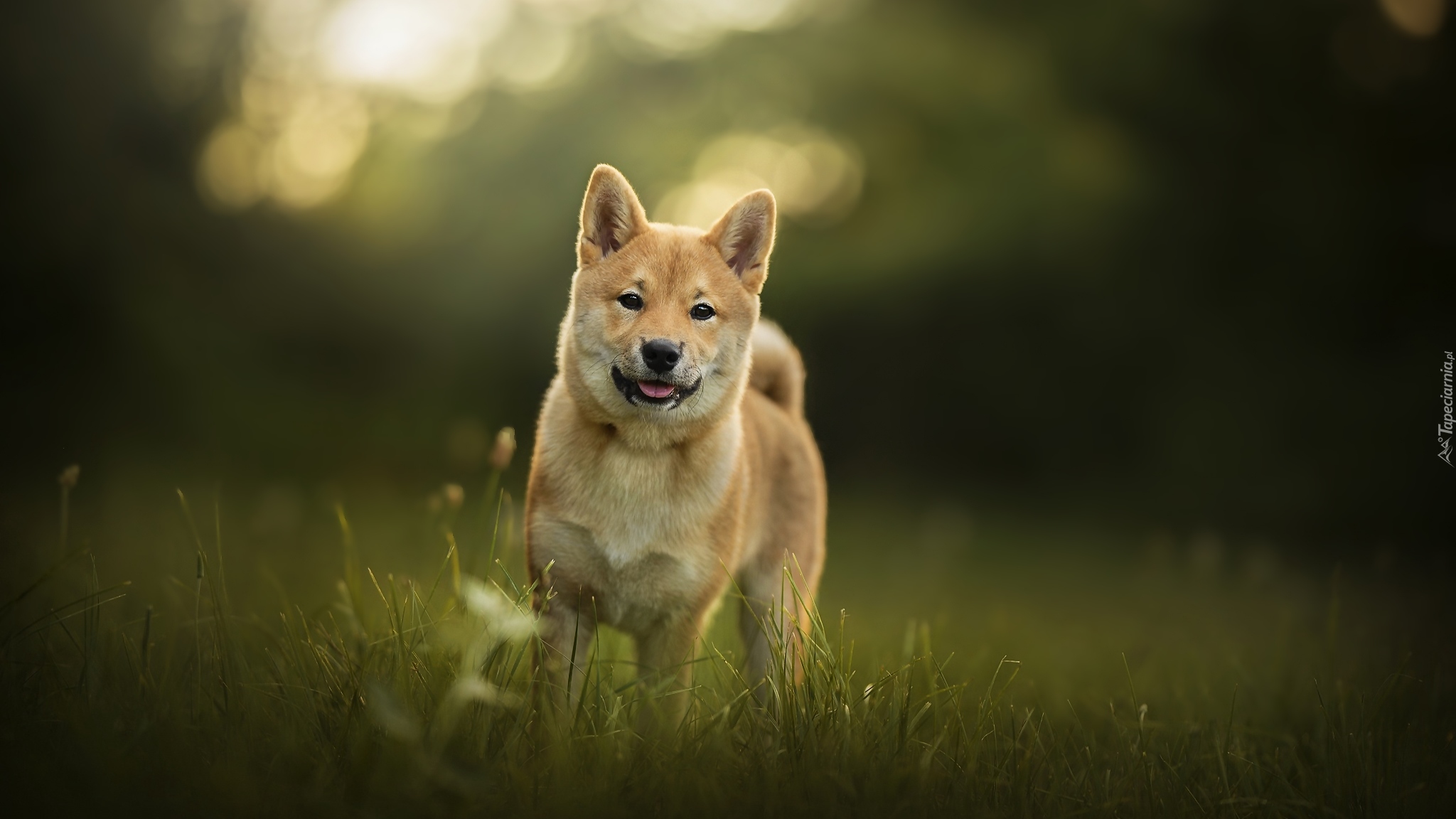 Pies, Shiba inu, Łąka, Trawa