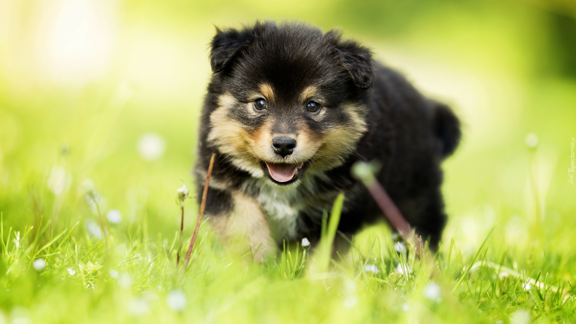 Fiński lapphund, Szczeniaczek, Trawa