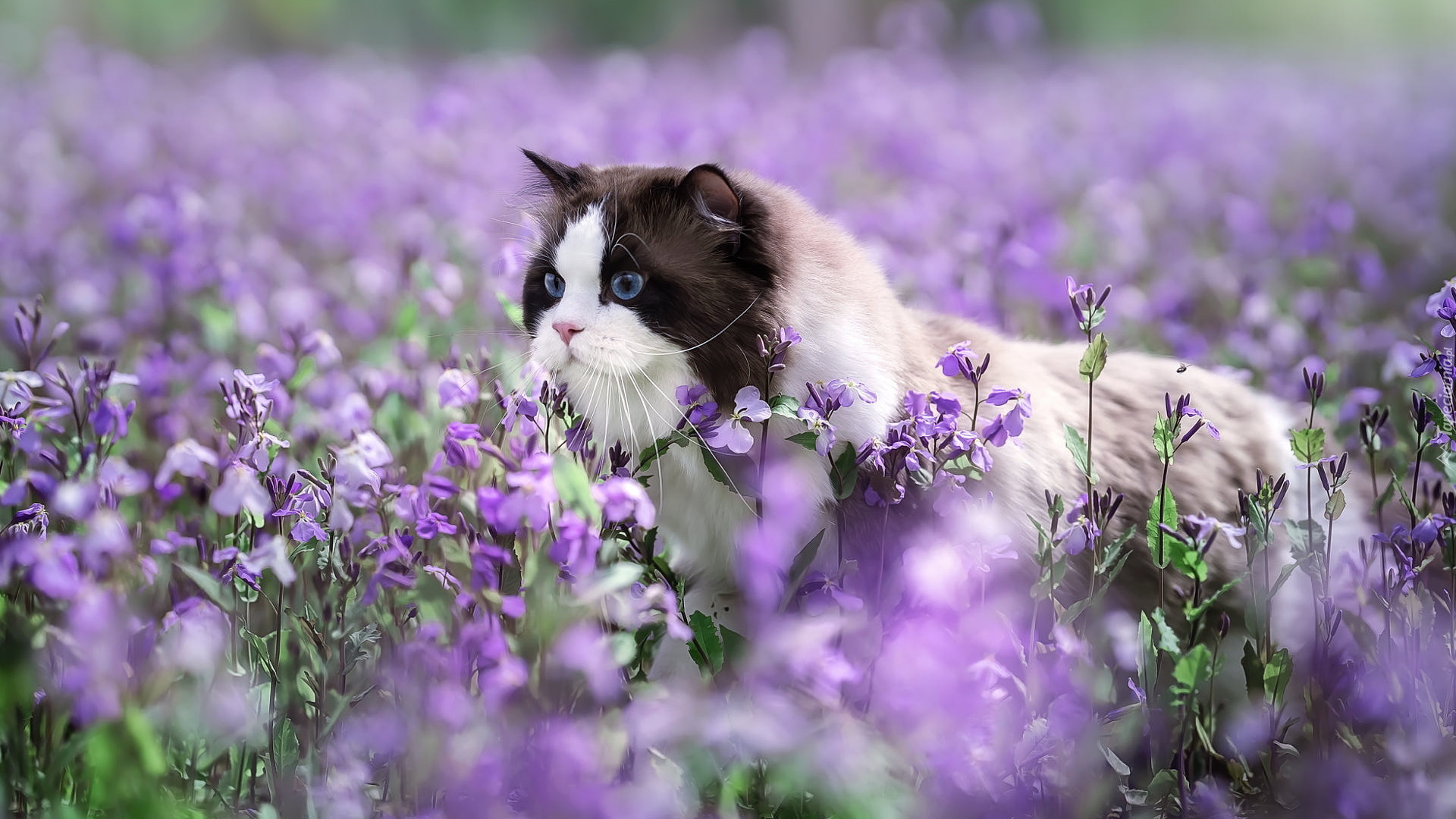 Kot, Ragdoll, Fioletowe, Kwiaty