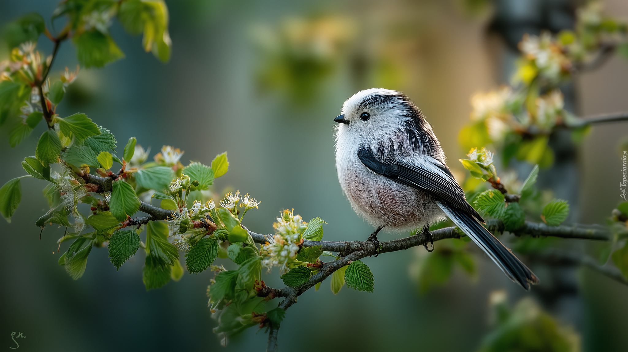 Ptak, Raniuszek, Gałązki, Młode, Listki, Kwiaty, Grafika AI