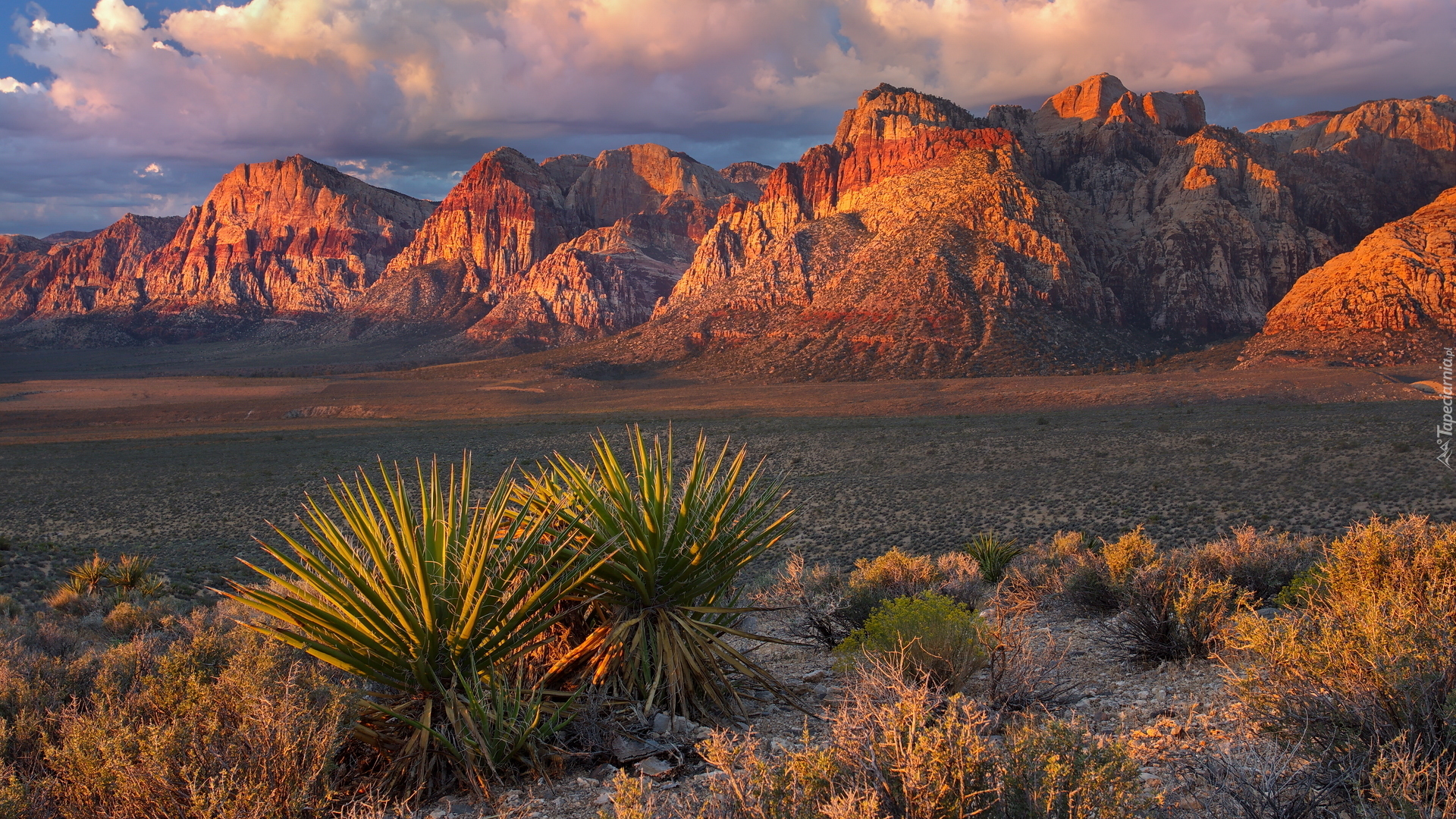 Red Rock Canyon, Góry, Czerwone, Skały, Rośliny, Nevada, Stany Zjednoczone