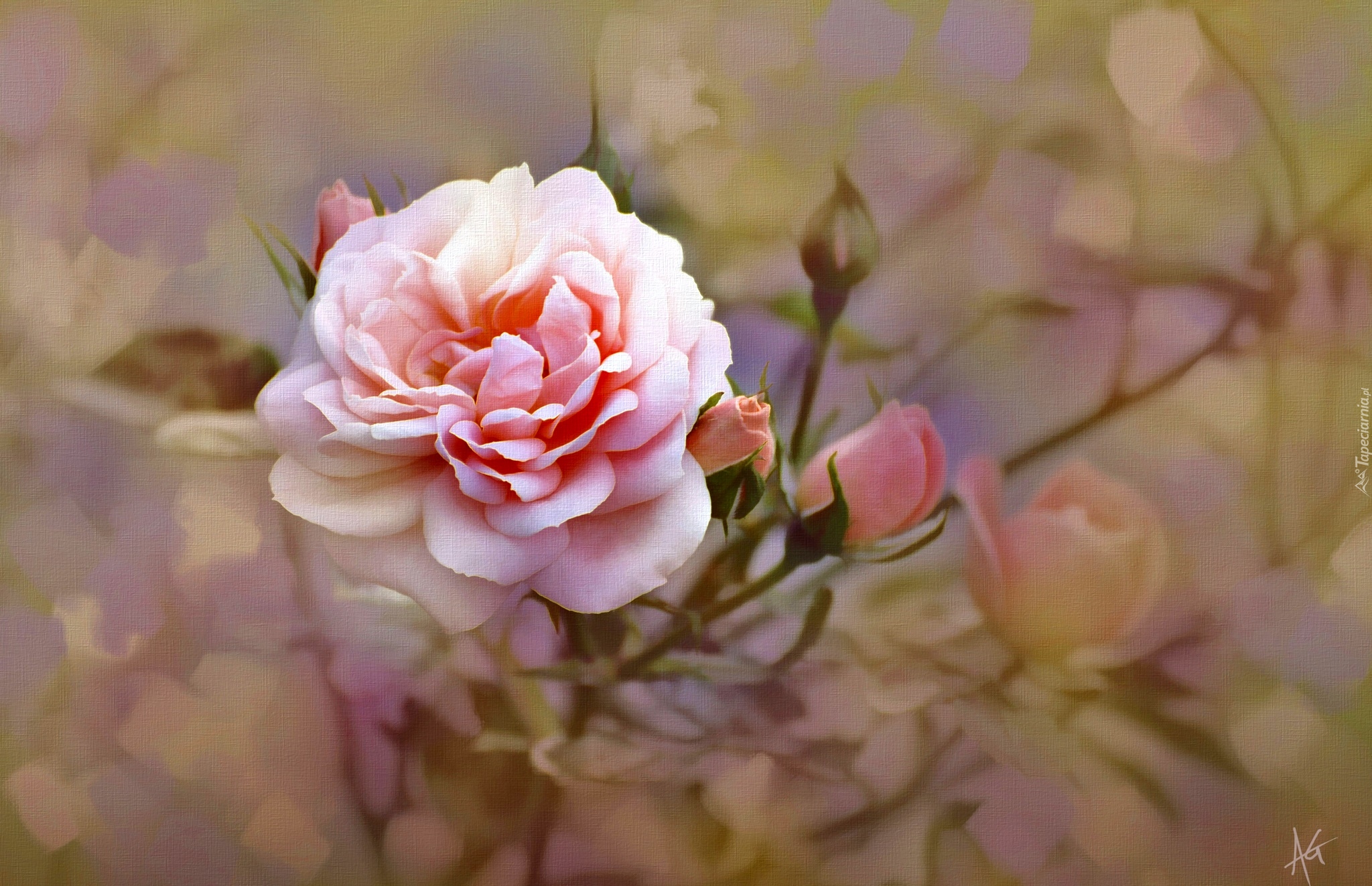 Róża, Pąki, Kwiat, Różowy, Reprodukcja obrazu, Alberto Guillen