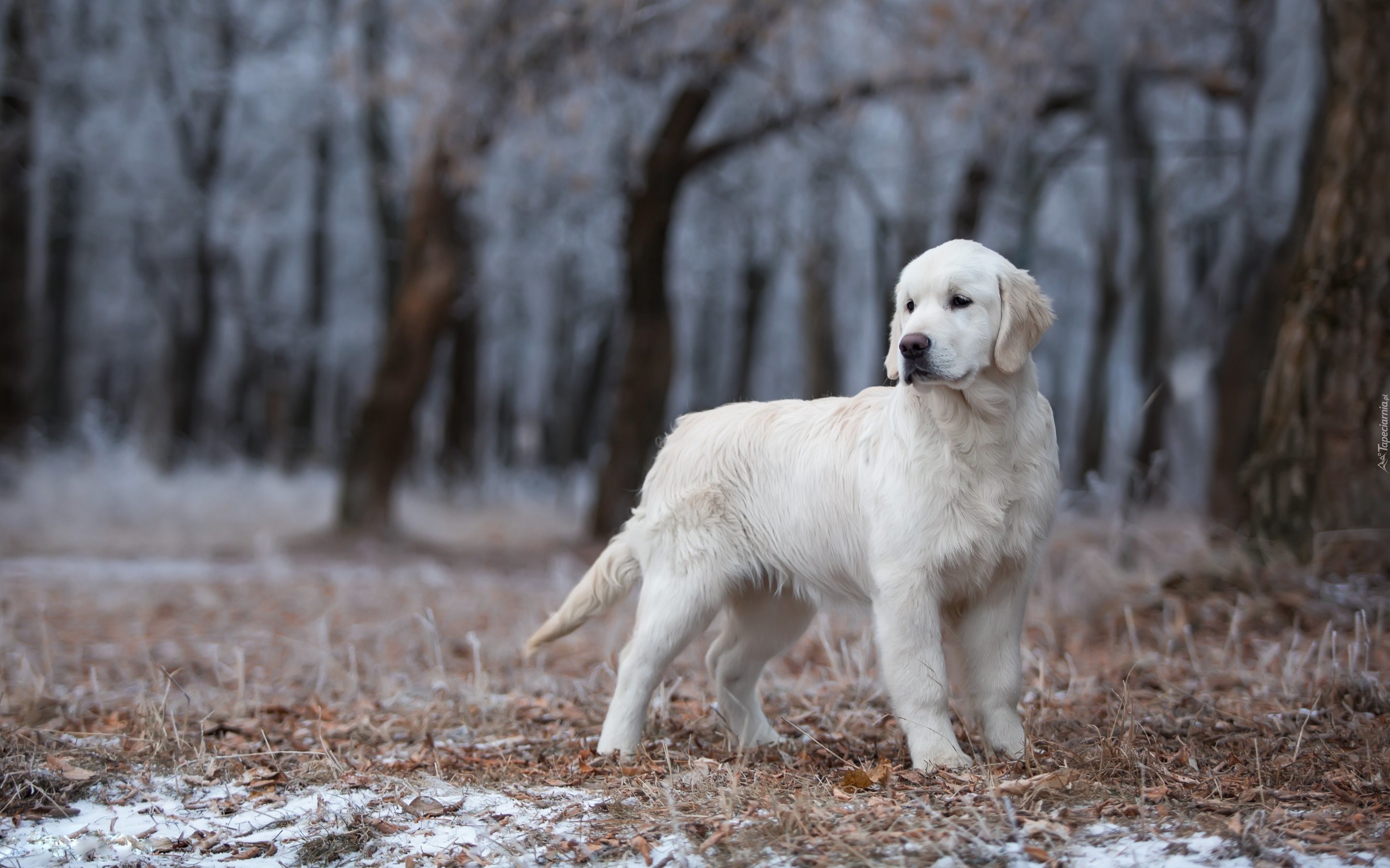 Młody, Golden retriever, Las