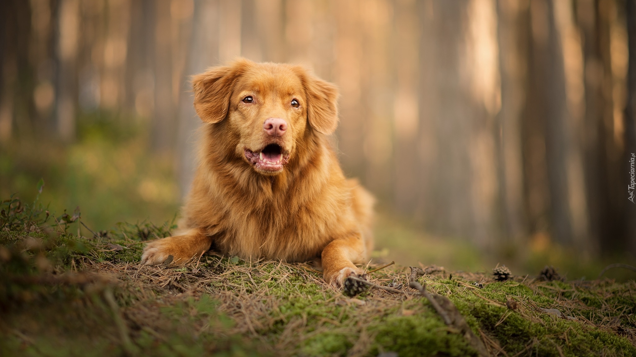 Pies, Retriever z Nowej Szkocji, Mordka, Ściółka, Szyszki